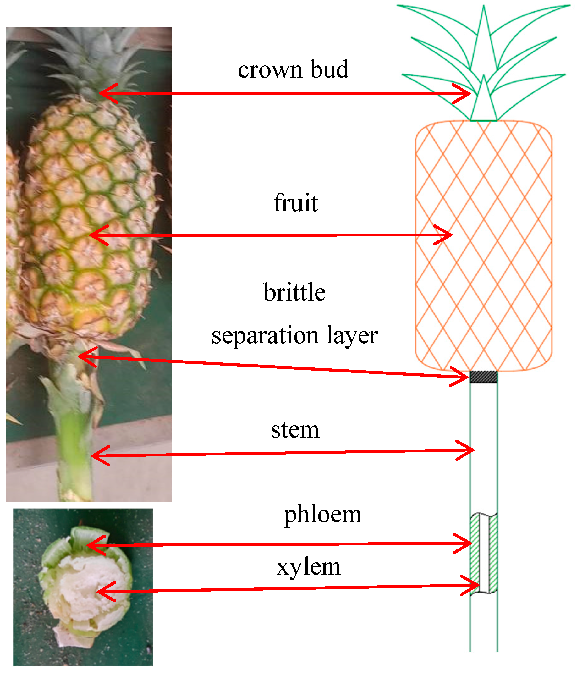 Agriculture 15 02422 g002