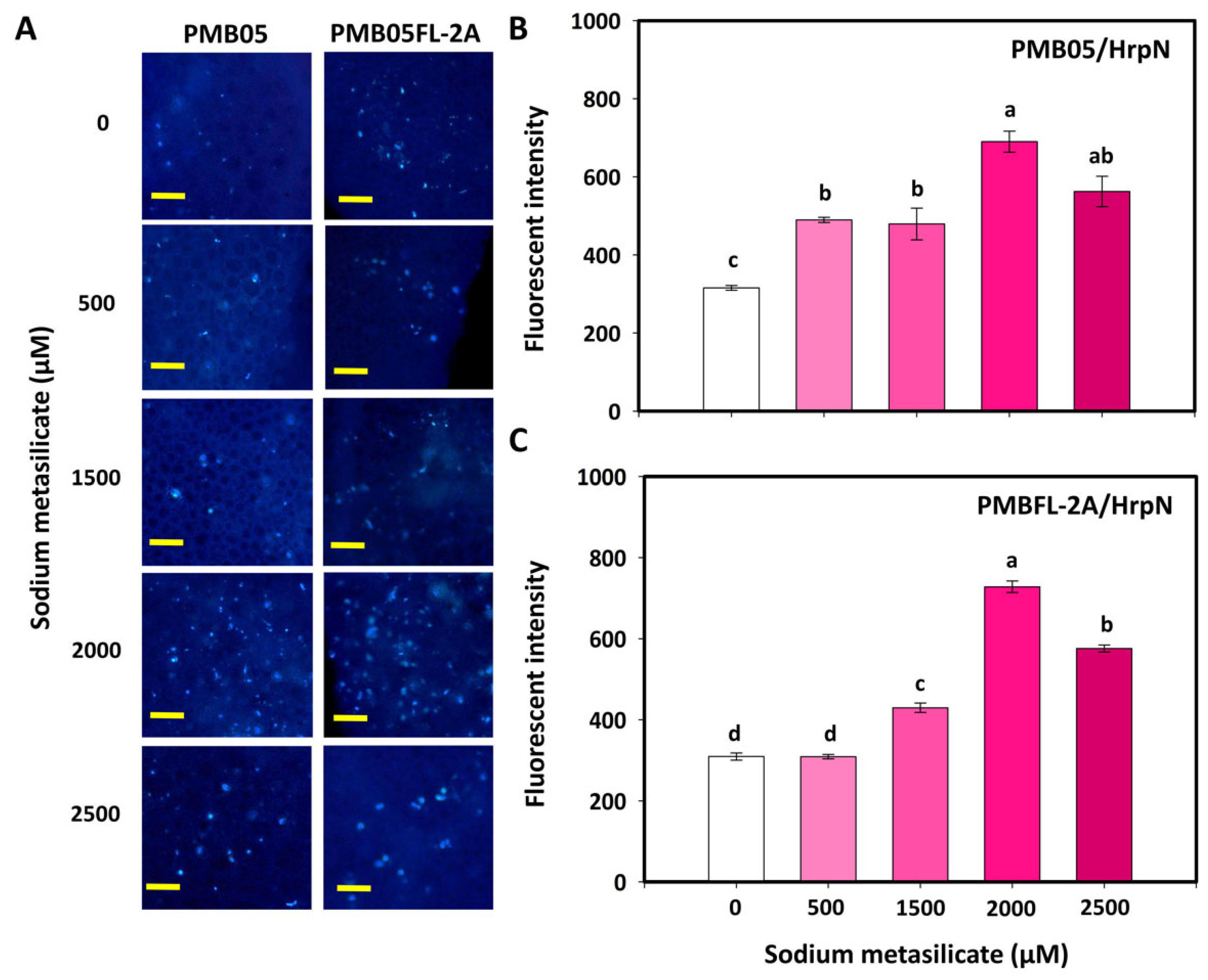 Agriculture 15 02436 g005