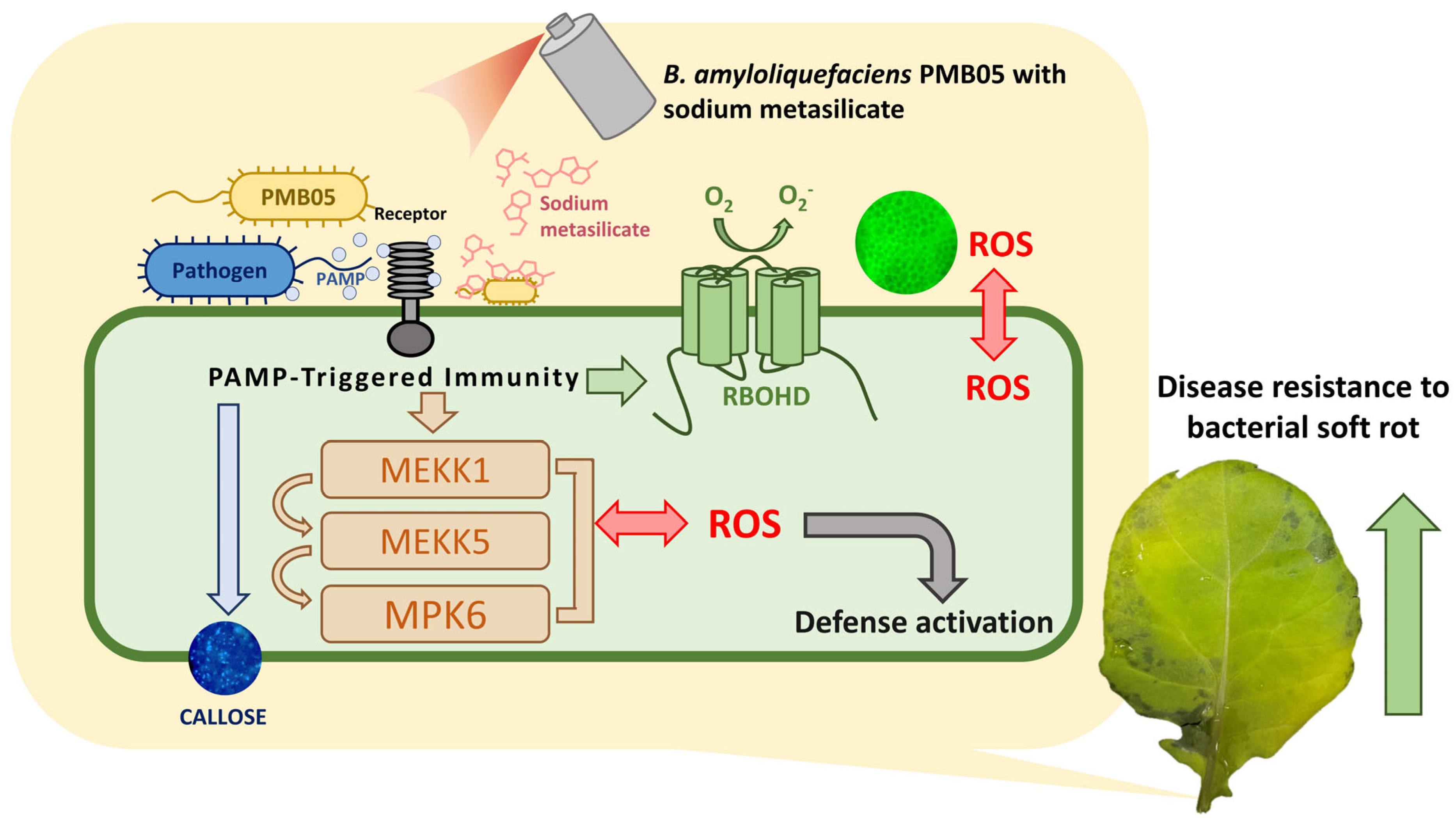 Agriculture 15 02436 g009