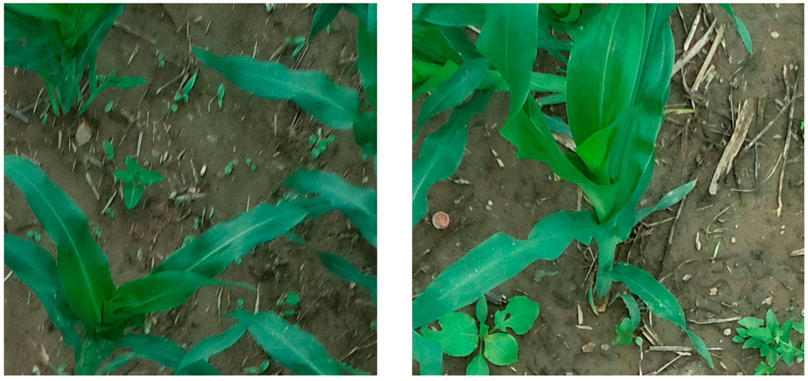 Agriculture 15 02456 g006