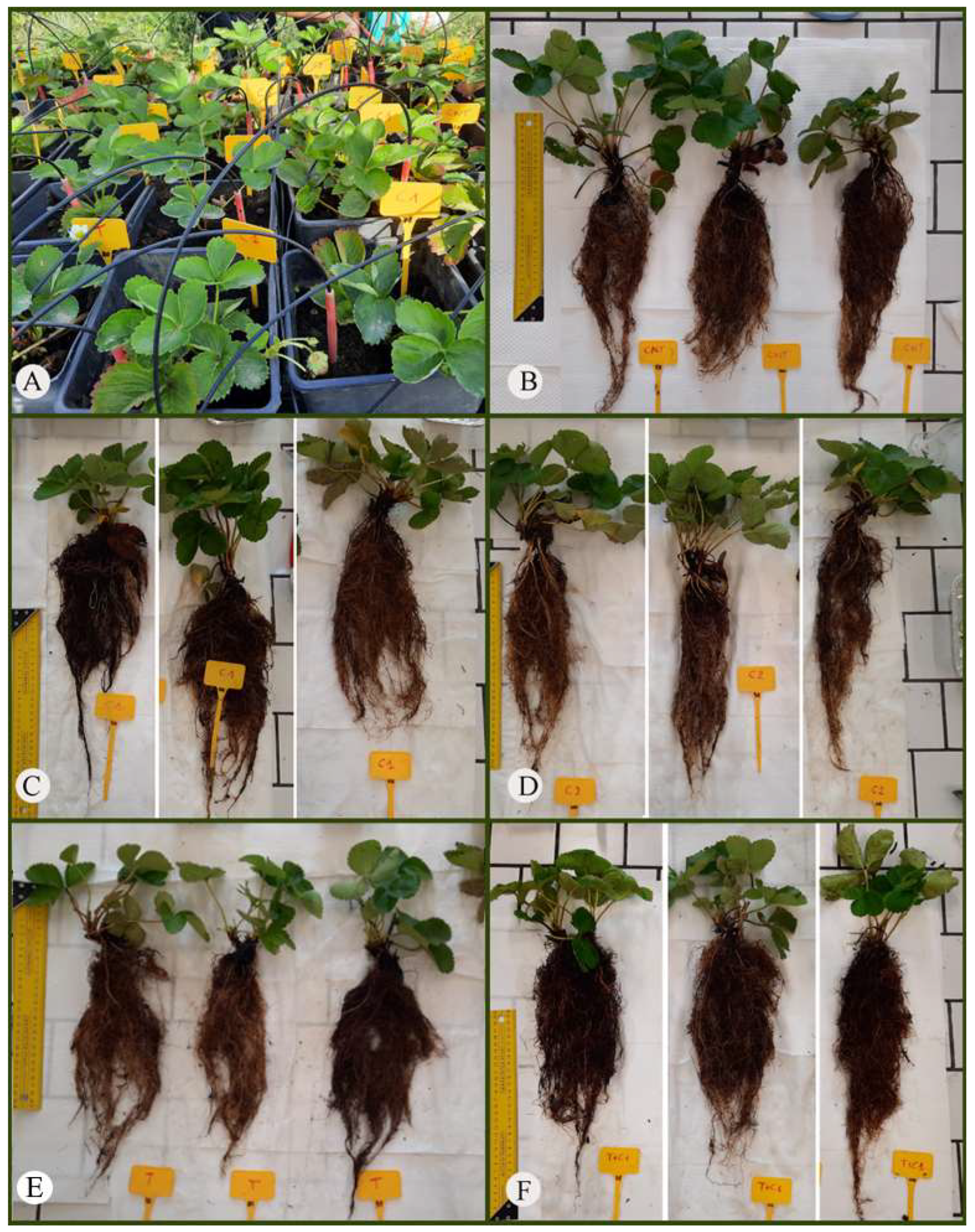 Agriculture 15 02459 g001 Agriculture 15 02459 g001