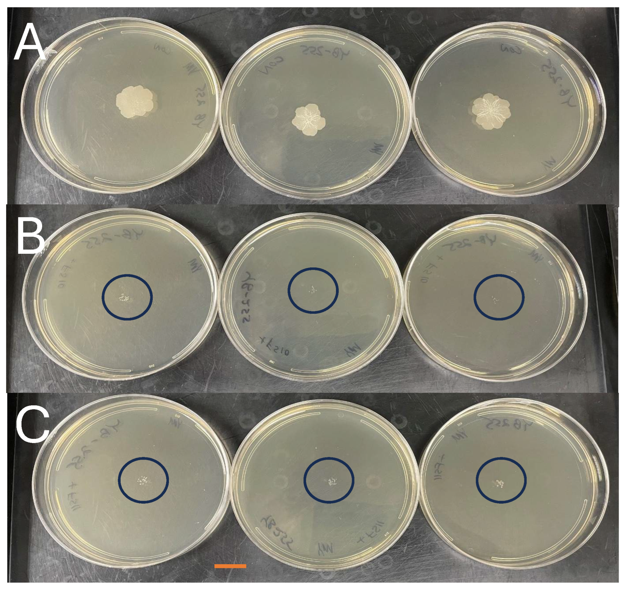 Agriculture 15 02465 g001 Agriculture 15 02465 g001