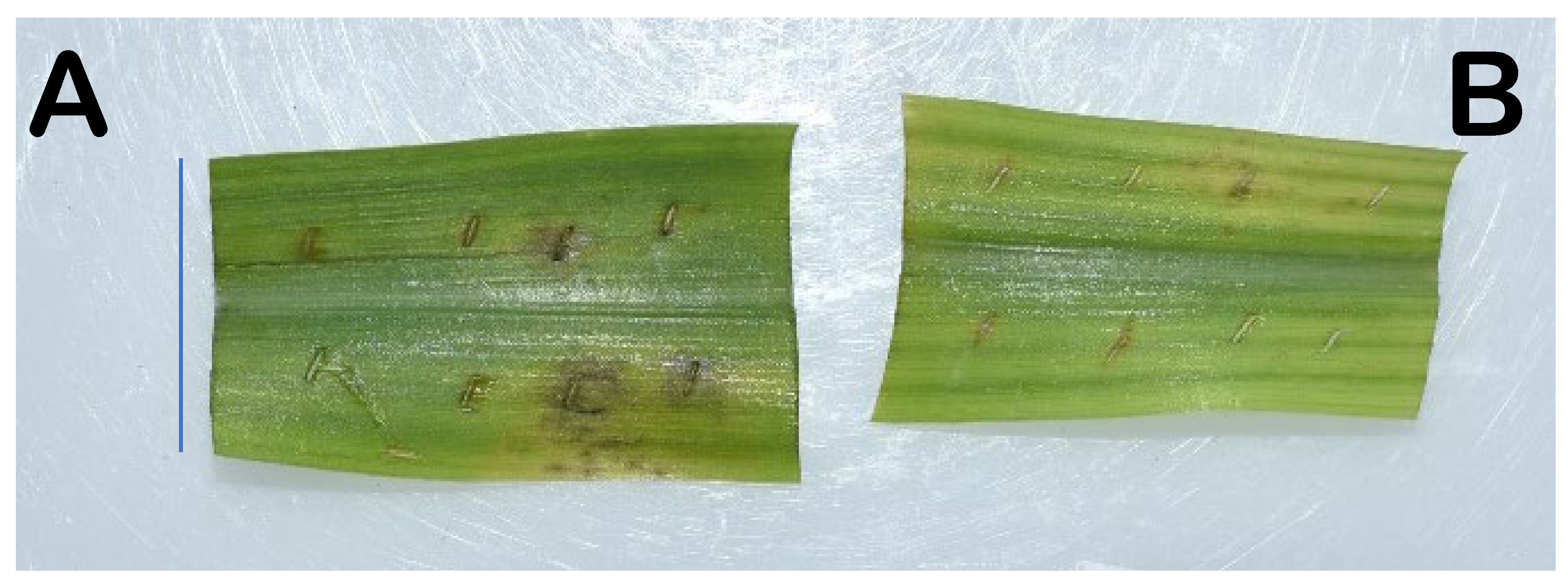 Agriculture 15 02465 g005 Agriculture 15 02465 g005