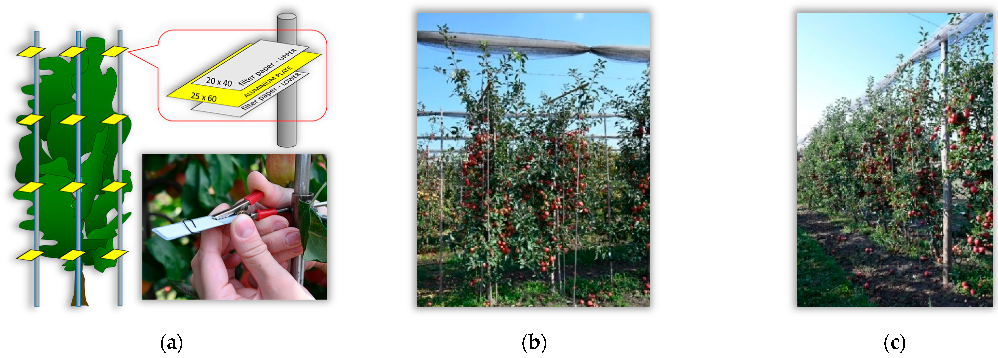 Agriculture 15 02467 g003 Agriculture 15 02467 g003