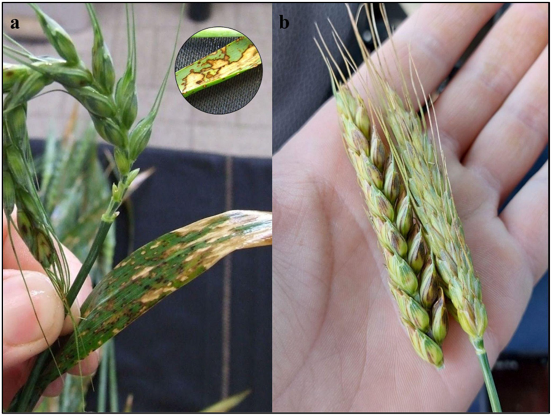 Agriculture 15 02473 g001 Agriculture 15 02473 g001