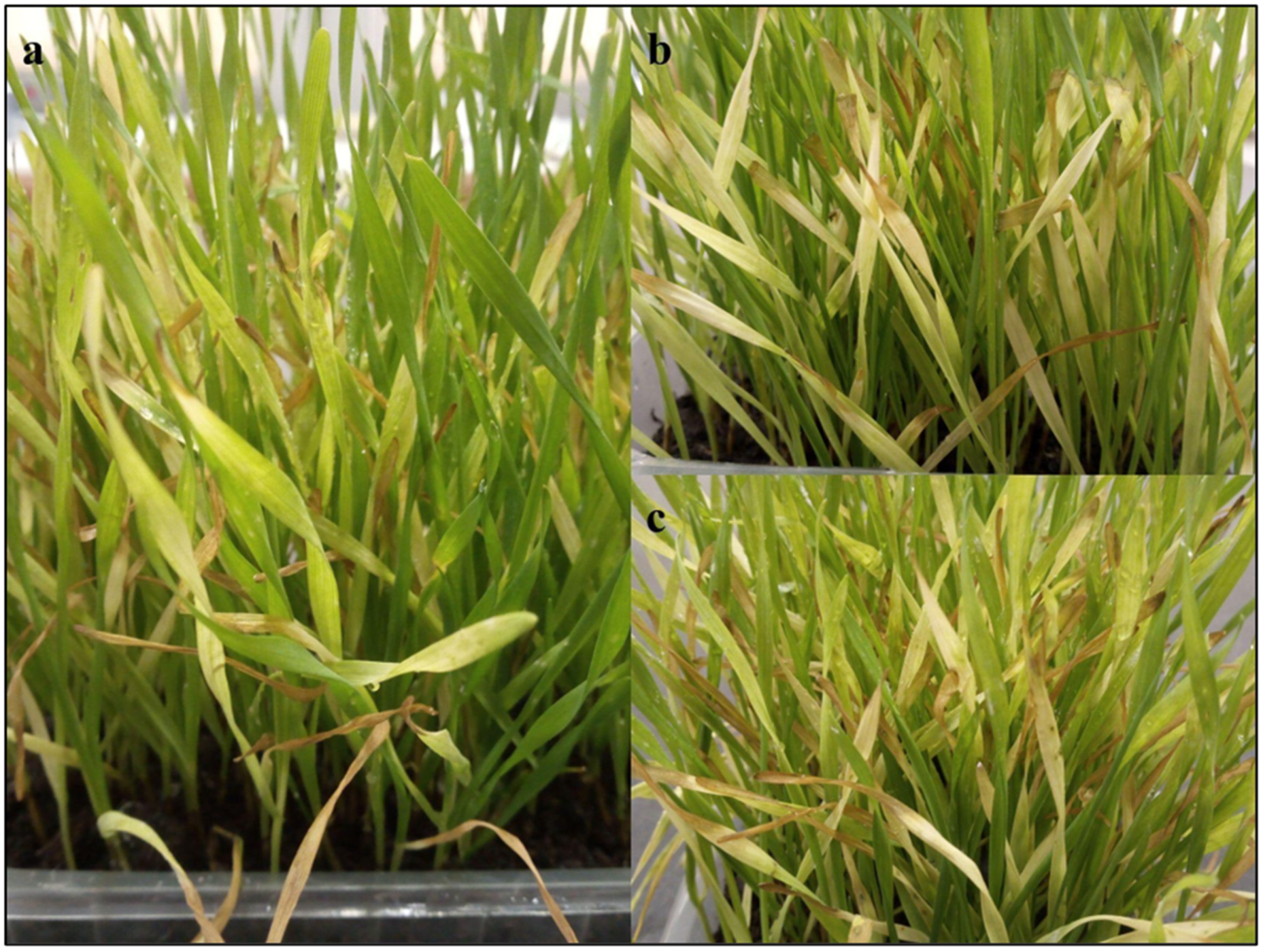 Agriculture 15 02473 g004 Agriculture 15 02473 g004