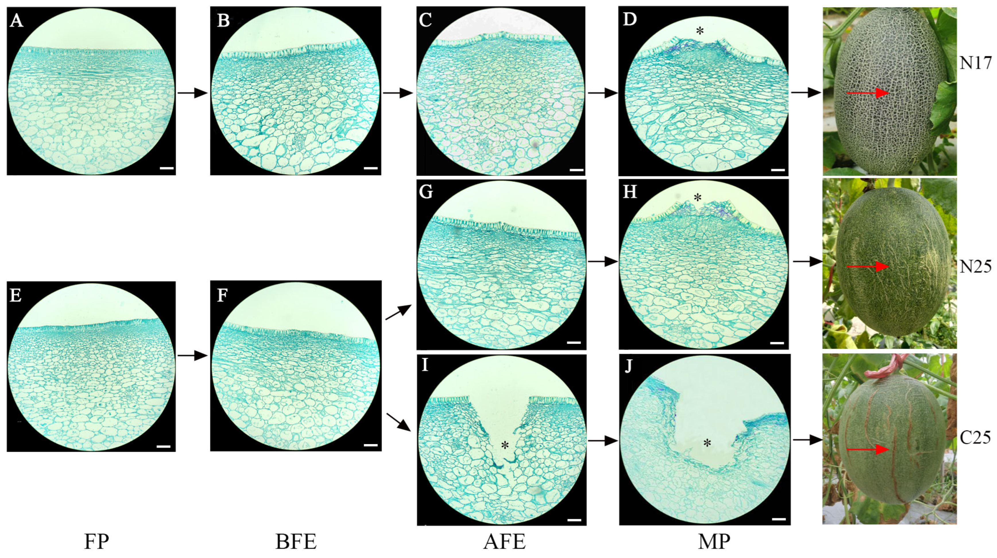 Agriculture 15 02475 g001