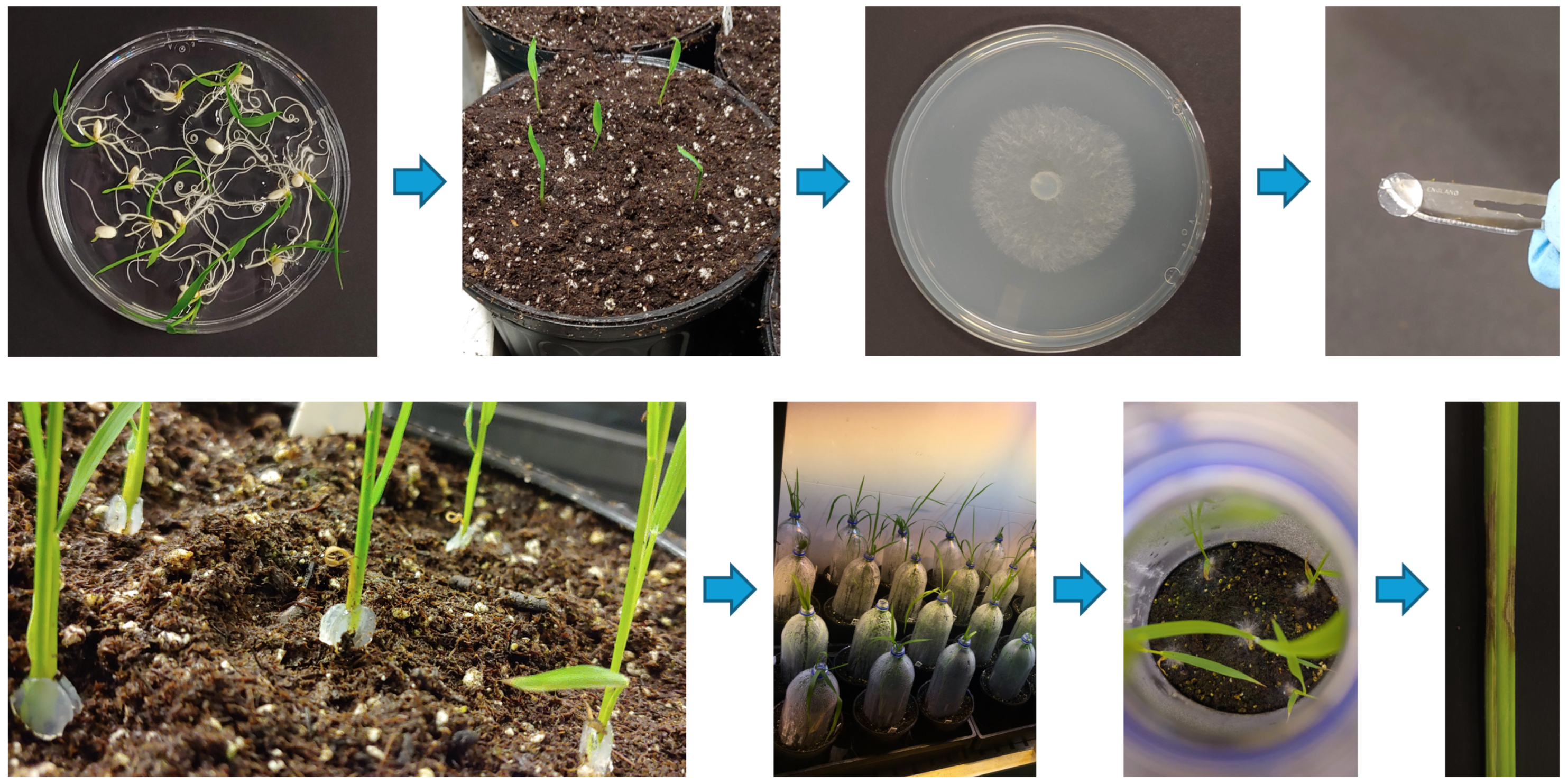 Agriculture 15 02478 g001 Agriculture 15 02478 g001