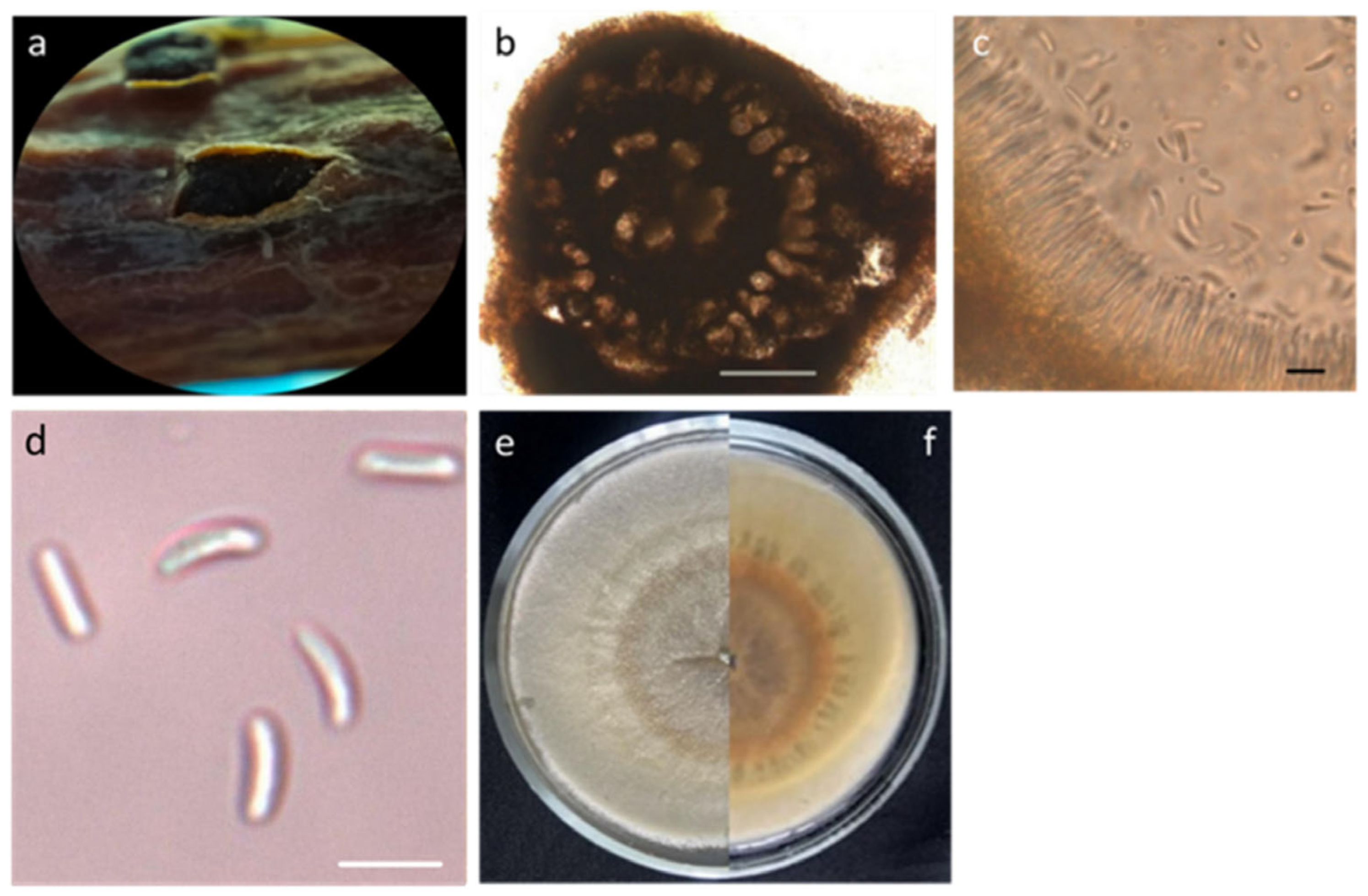 Agriculture 15 02490 g001