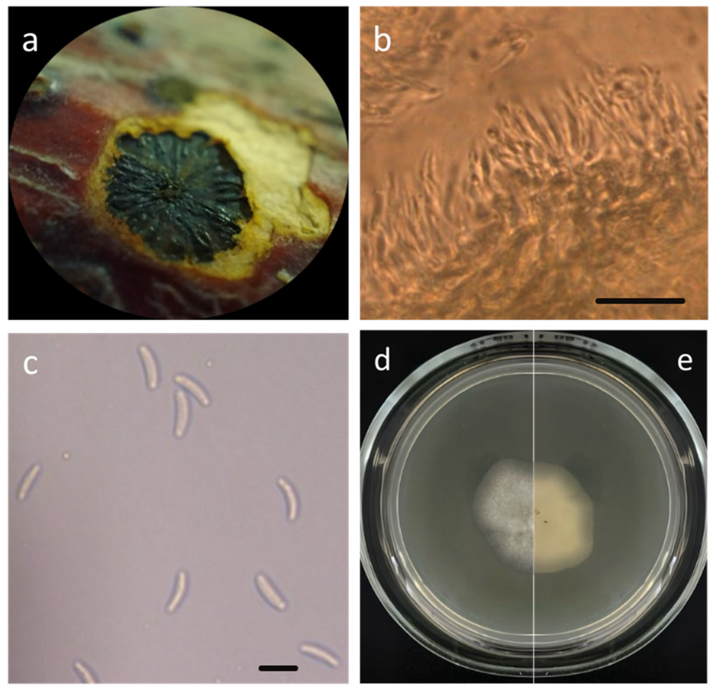Agriculture 15 02490 g002