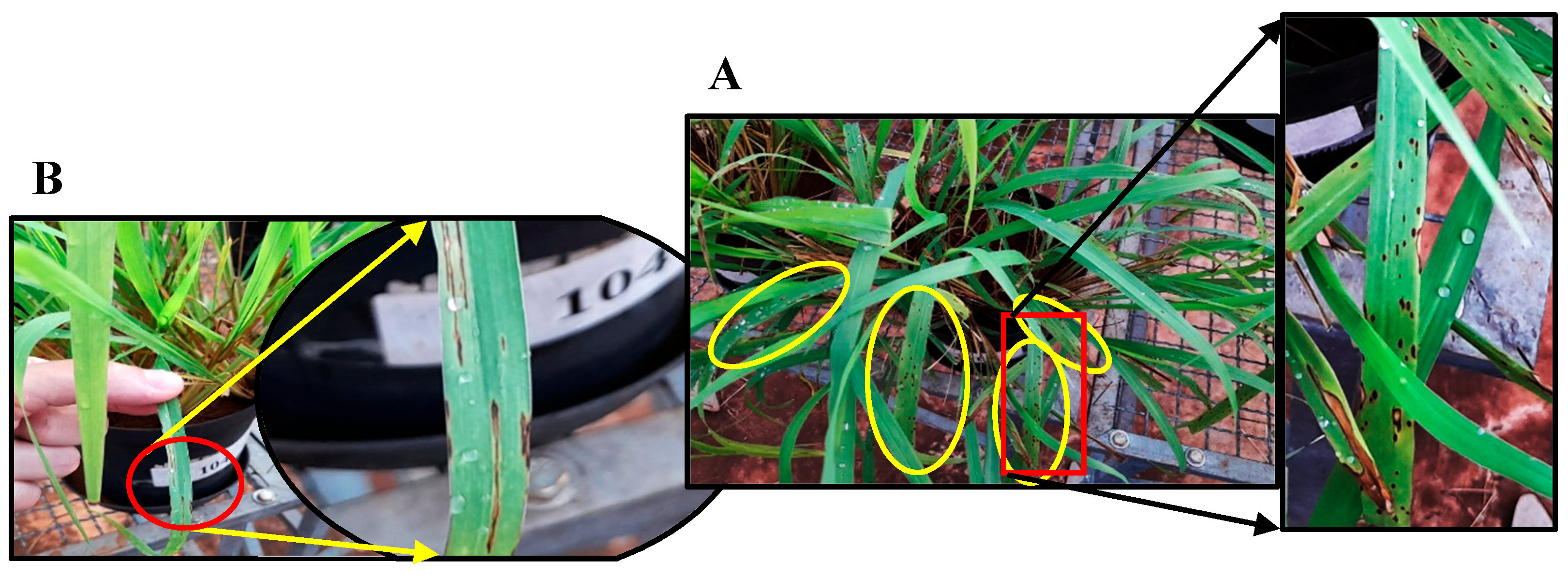 Agriculture 15 02506 g001 Agriculture 15 02506 g001