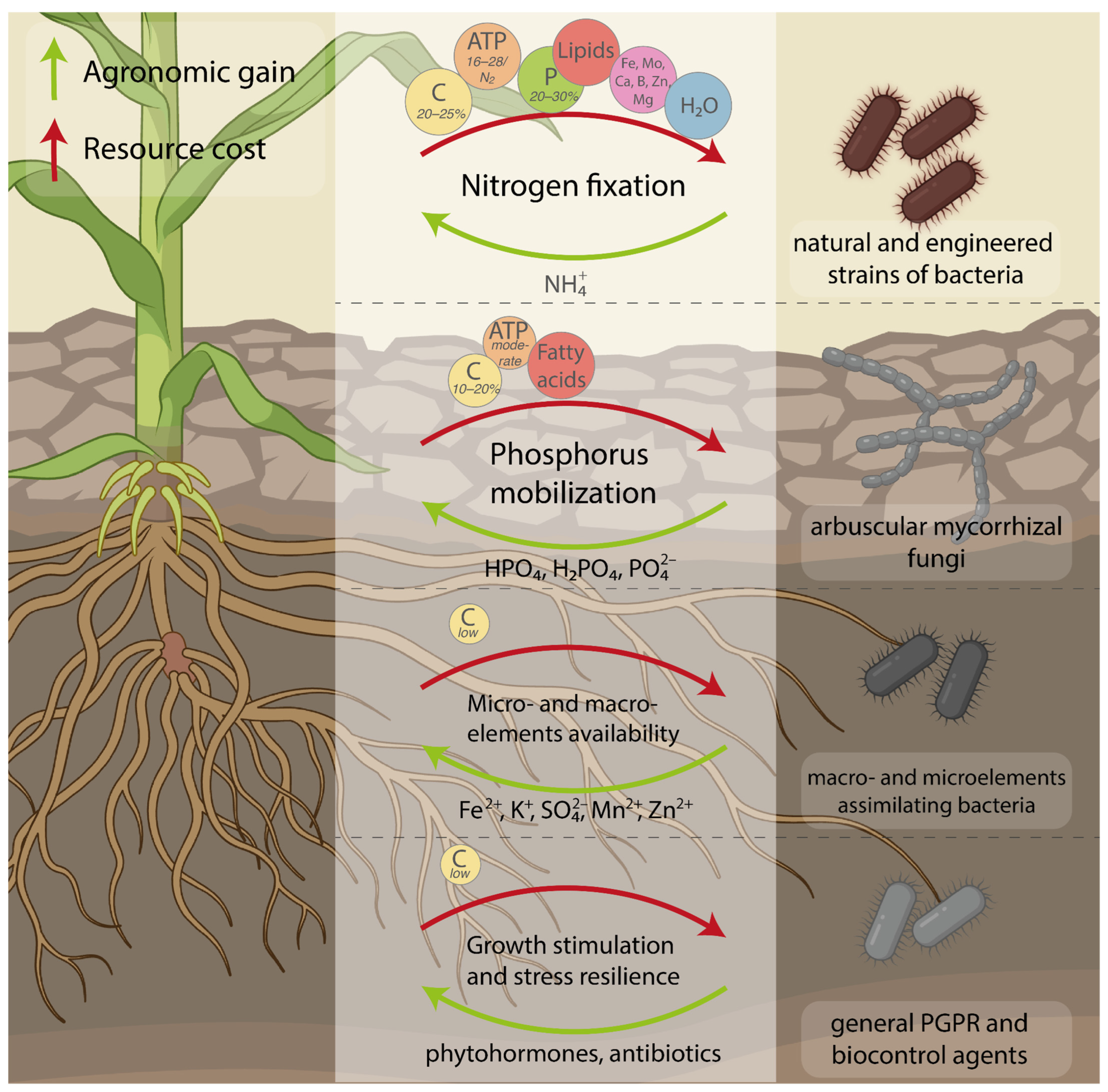 Agriculture 15 02526 g001