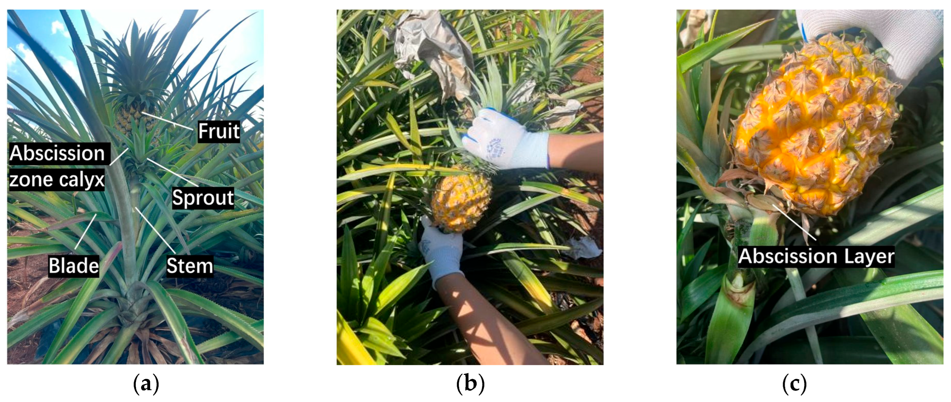 Agriculture 15 02562 g002 Agriculture 15 02562 g002