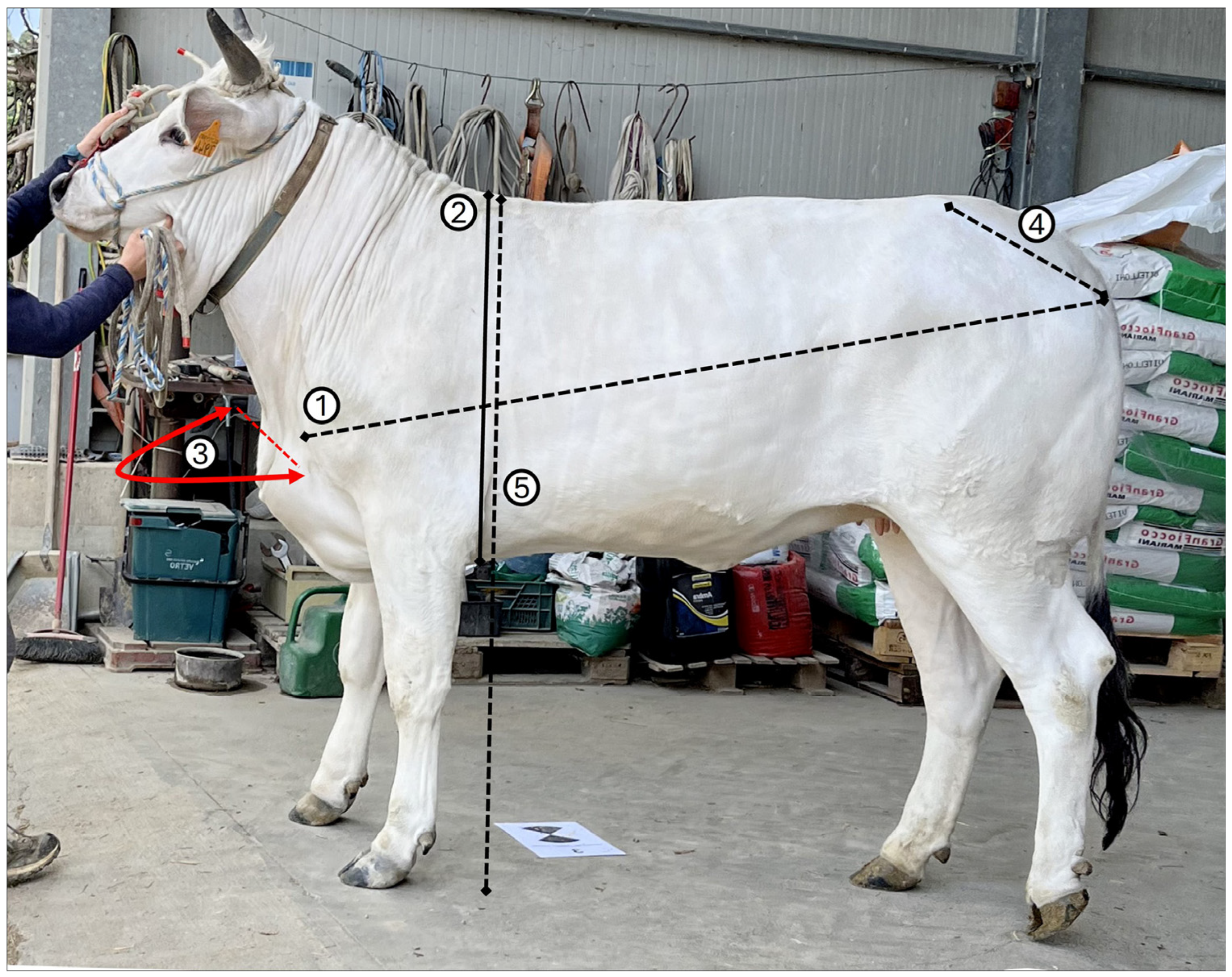 Agriculture 15 02567 g001 Agriculture 15 02567 g001