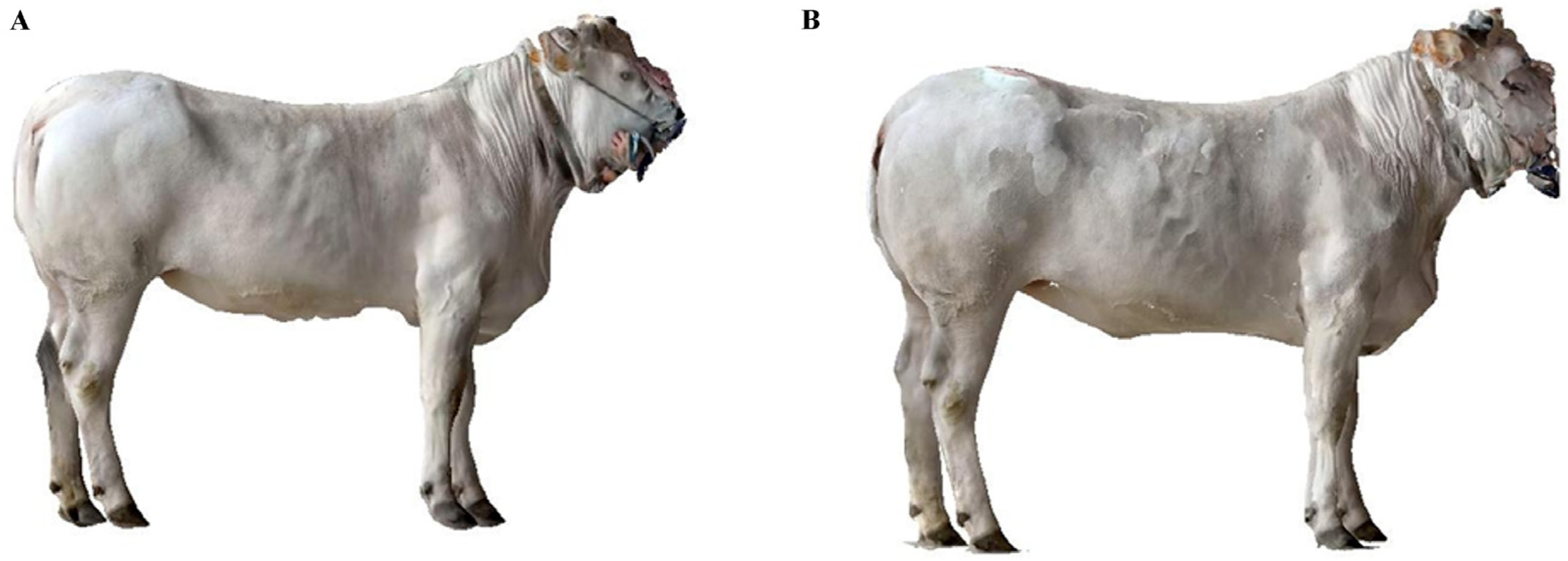 Agriculture 15 02567 g007 Agriculture 15 02567 g007