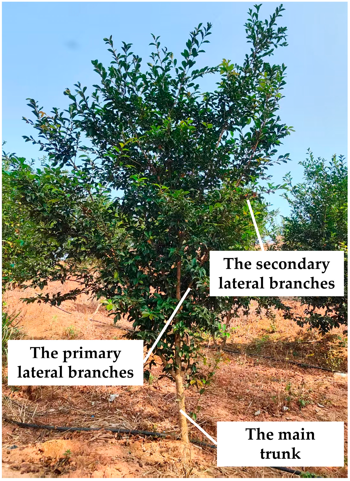 Agriculture 15 02585 g007