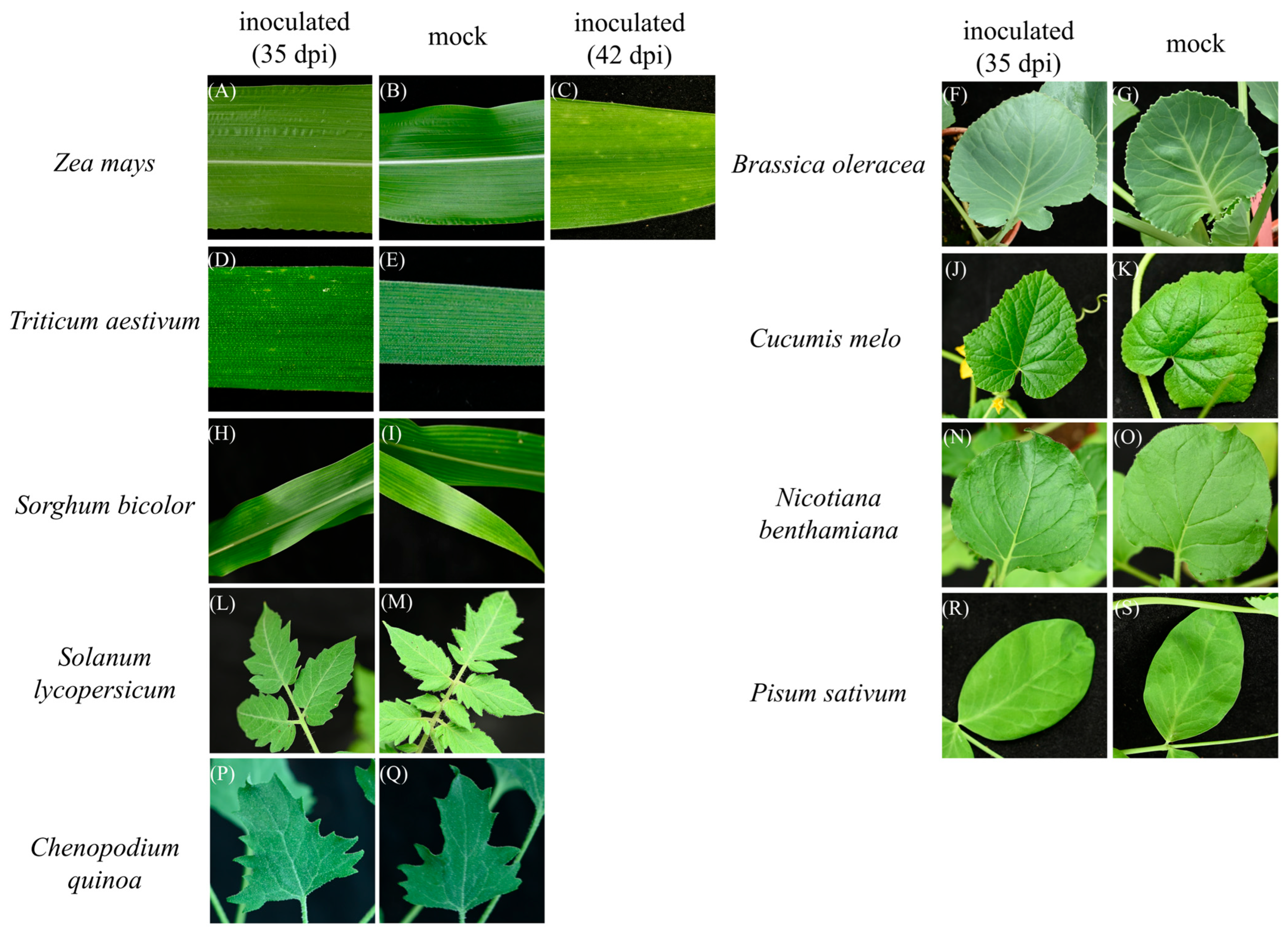Agriculture 16 00027 g002
