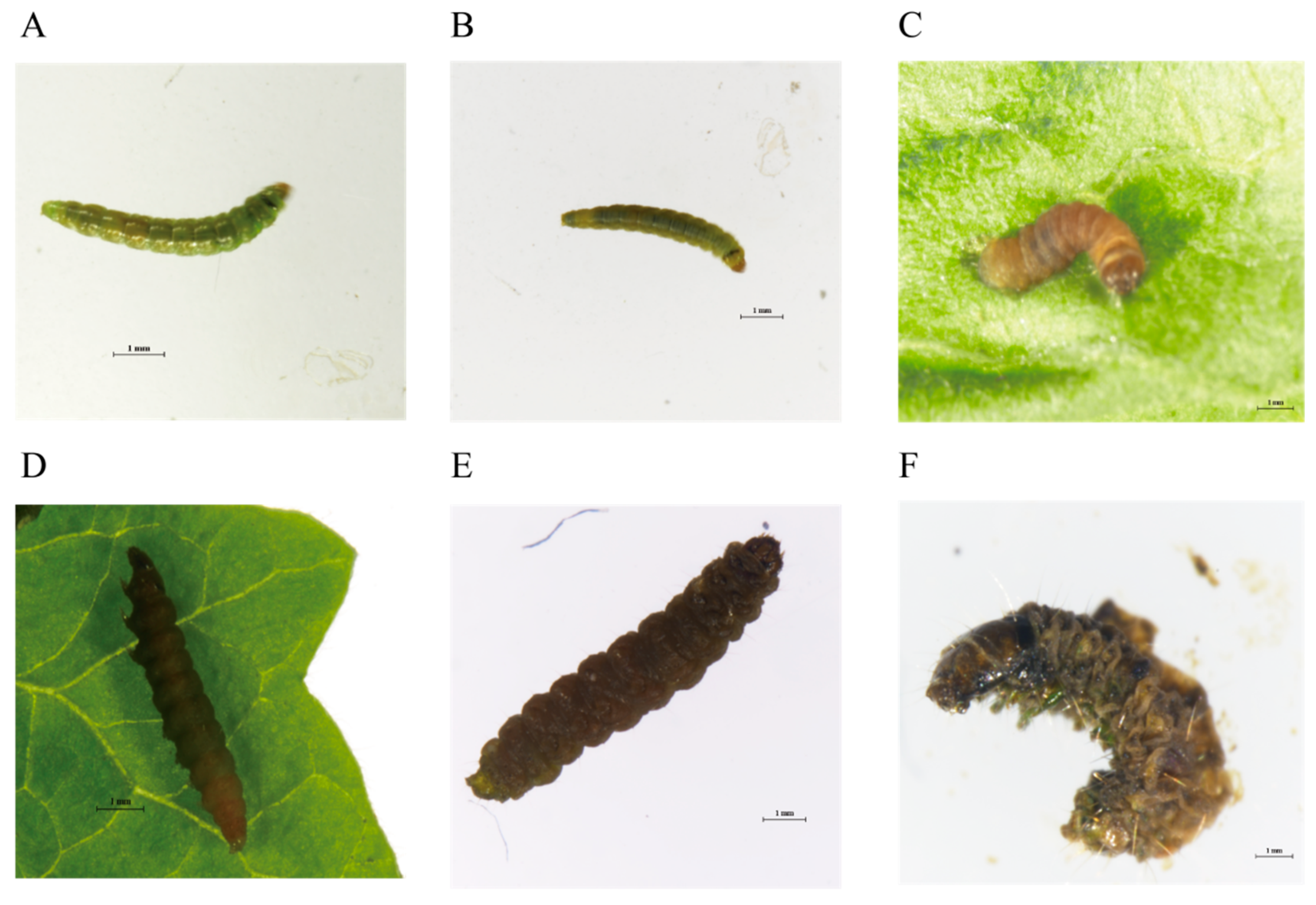 Agriculture 16 00048 g003