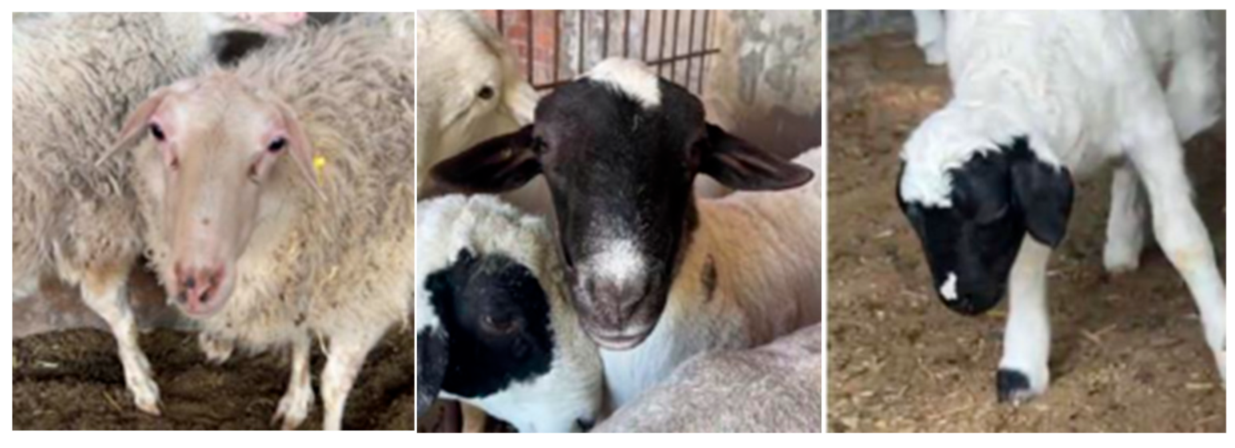 Agriculture 16 00151 g001 Agriculture 16 00151 g001