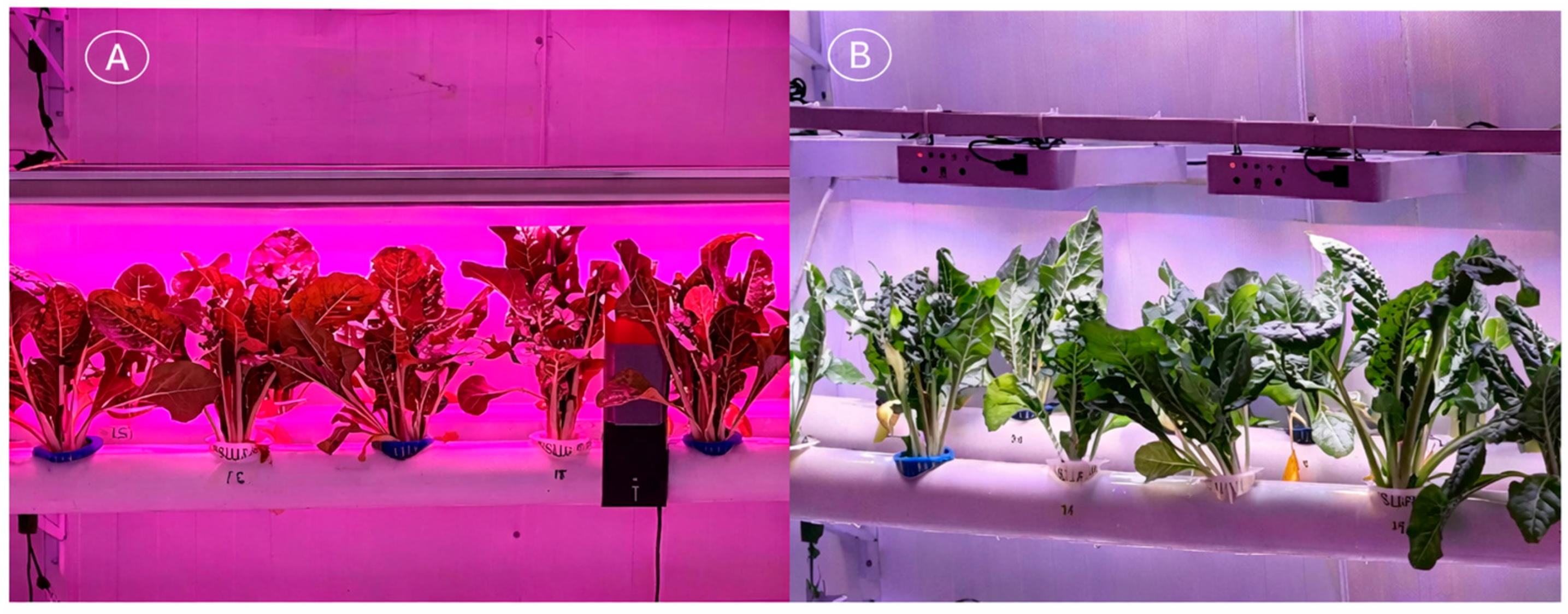 Agriculture 16 00165 g006