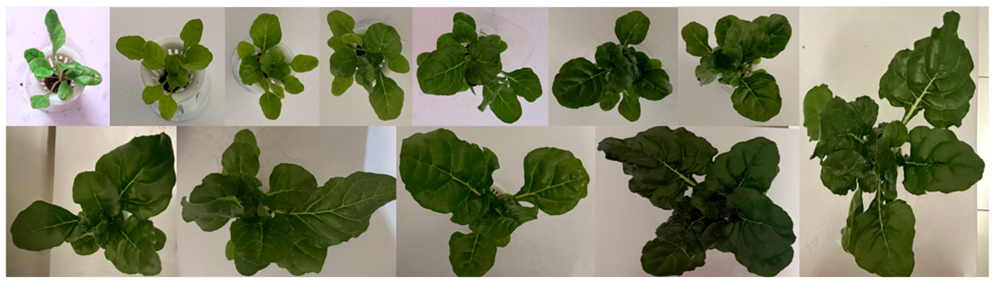 Agriculture 16 00165 g010