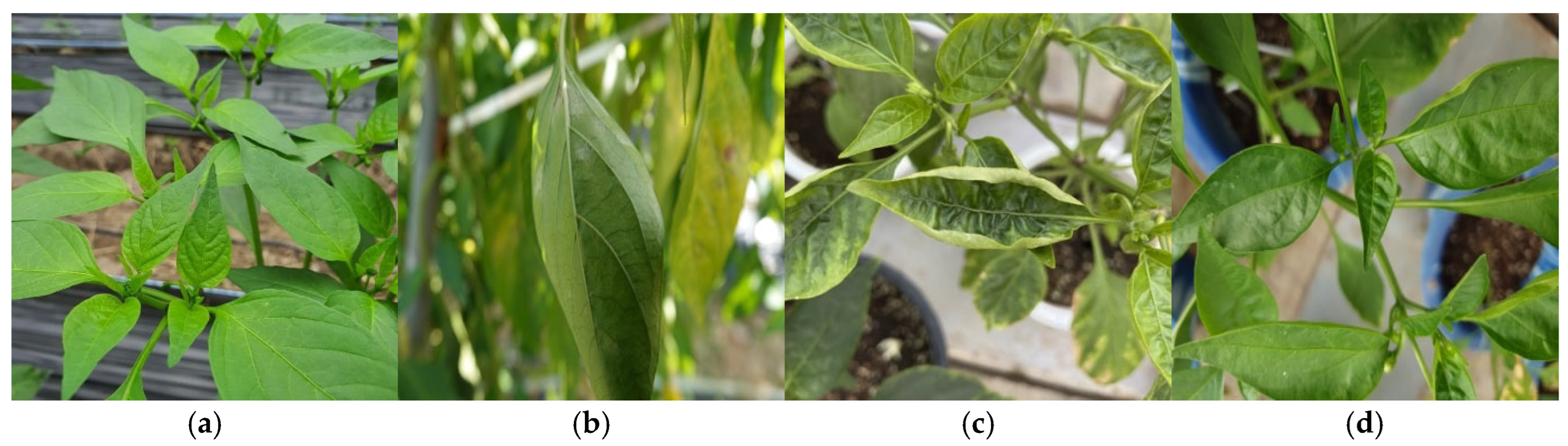 Agriculture 16 00223 g003