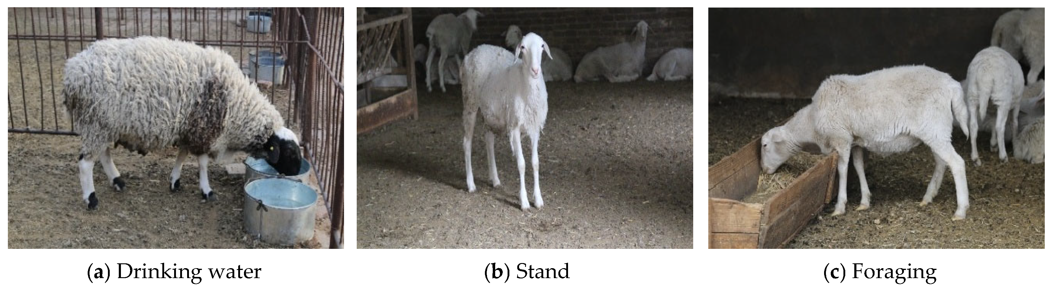 Agriculture 16 00272 g001