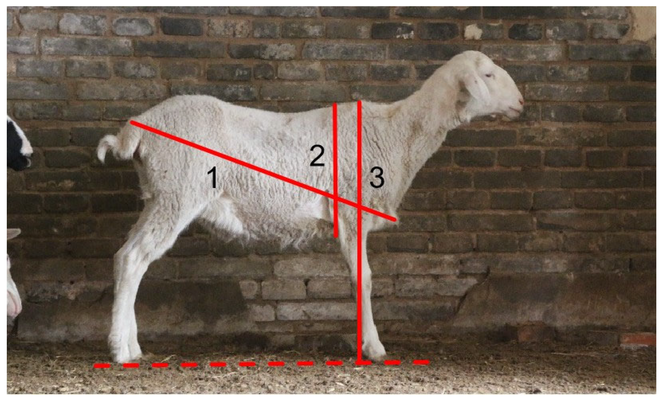 Agriculture 16 00272 g002