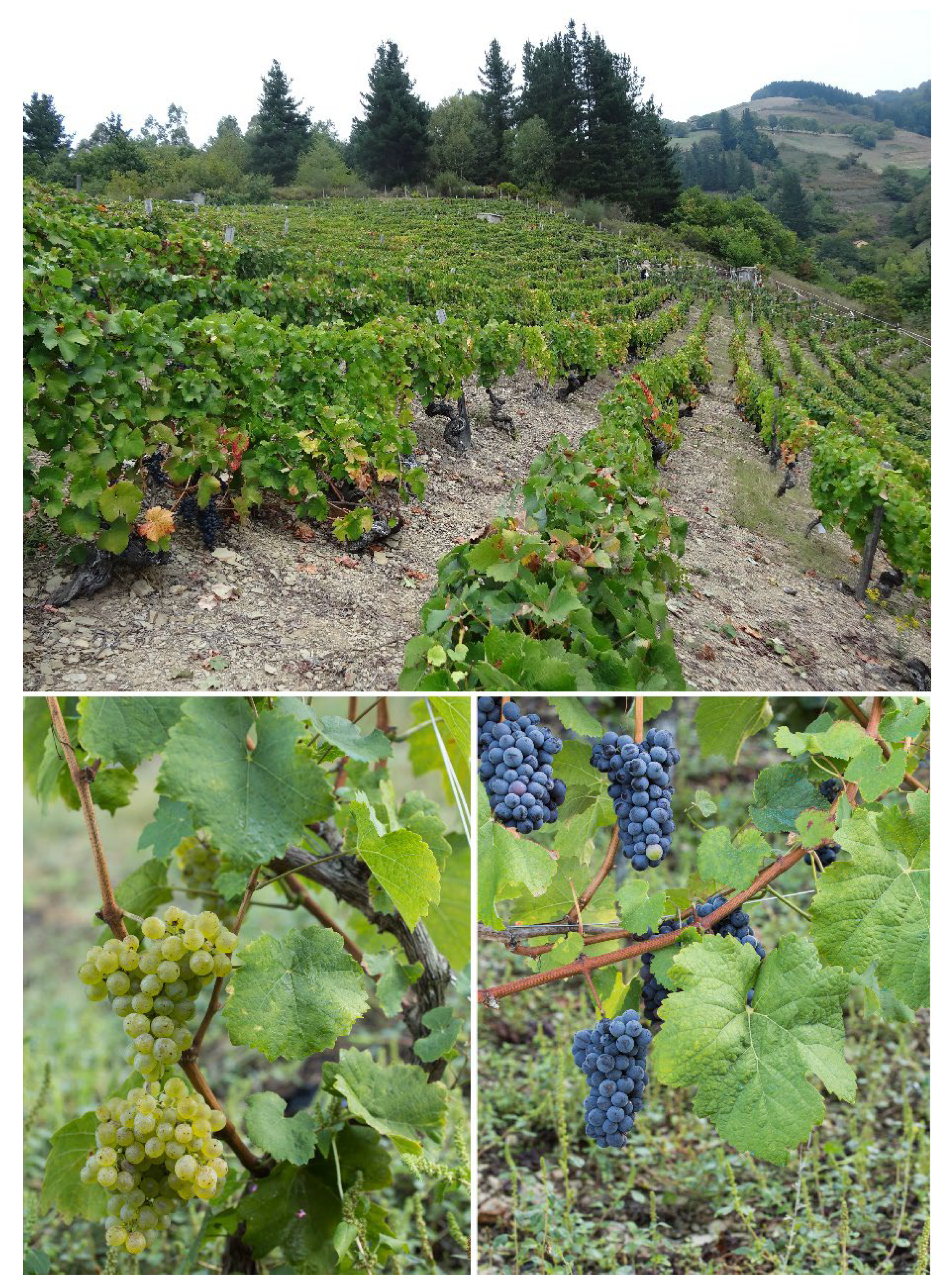 Agriculture 16 00285 g003 Agriculture 16 00285 g003