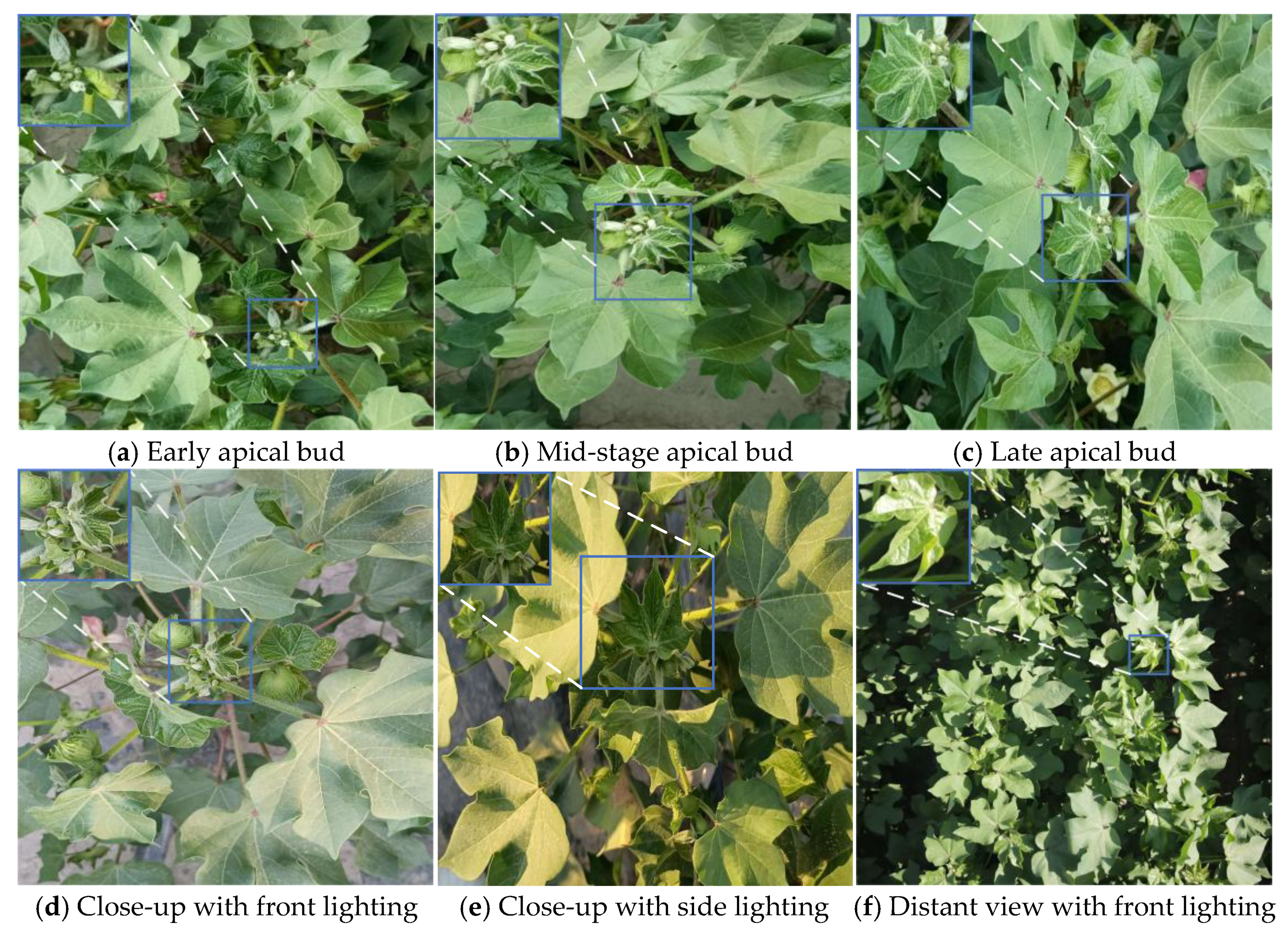 Agriculture 16 00350 g001a