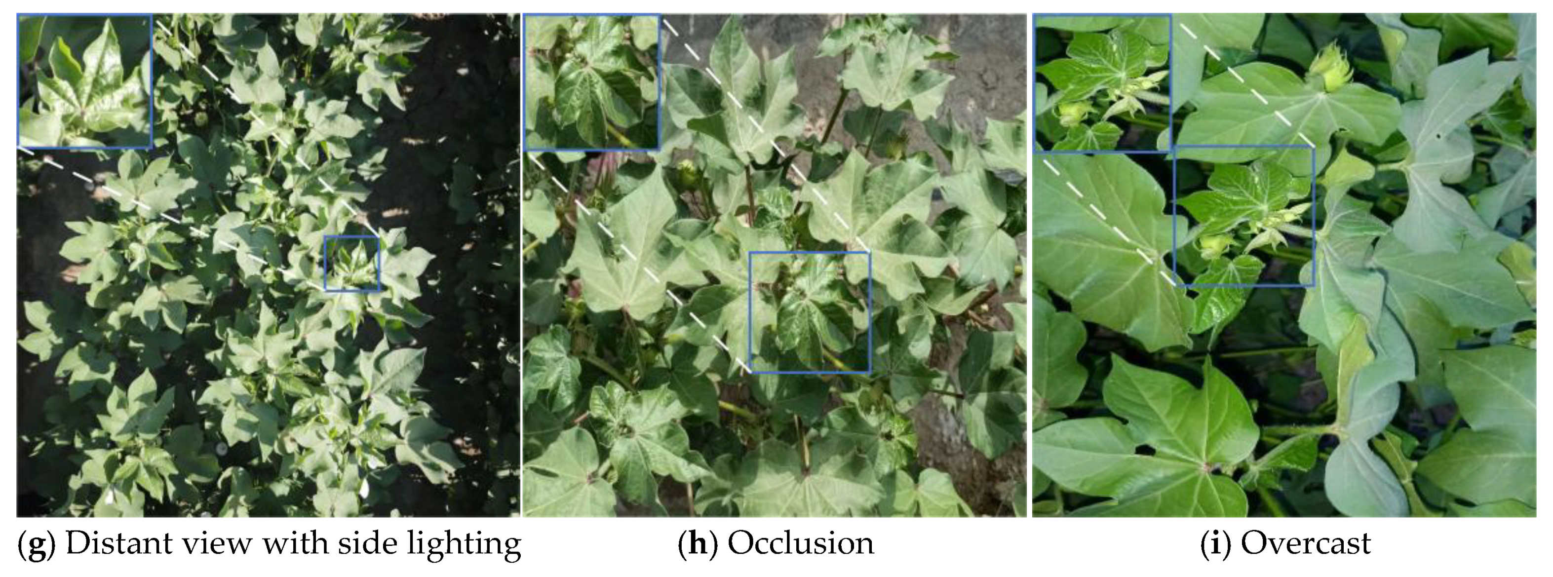 Agriculture 16 00350 g001b