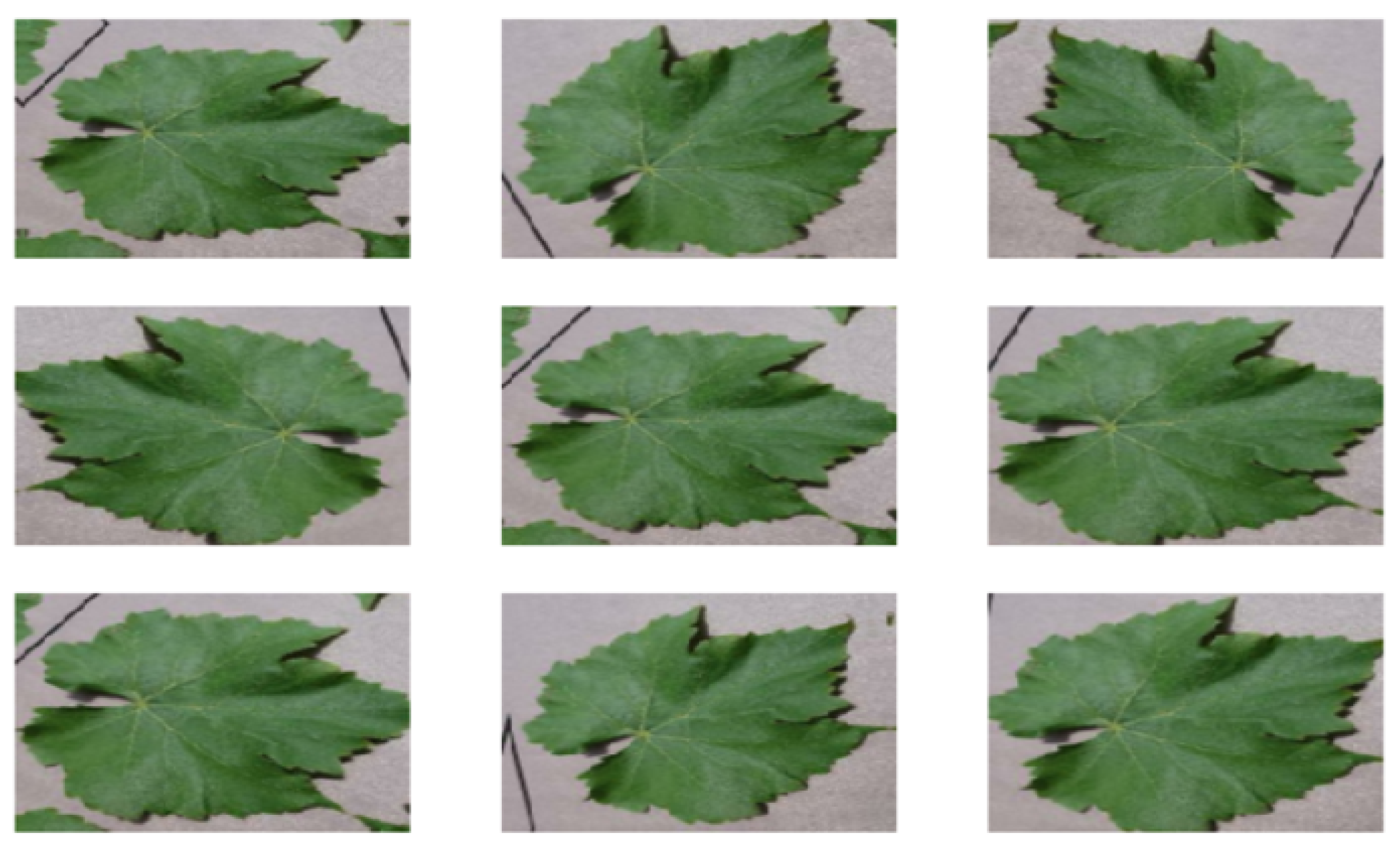 A Mobile-Based System for Detecting Plant Leaf Diseases Using Deep Learning
