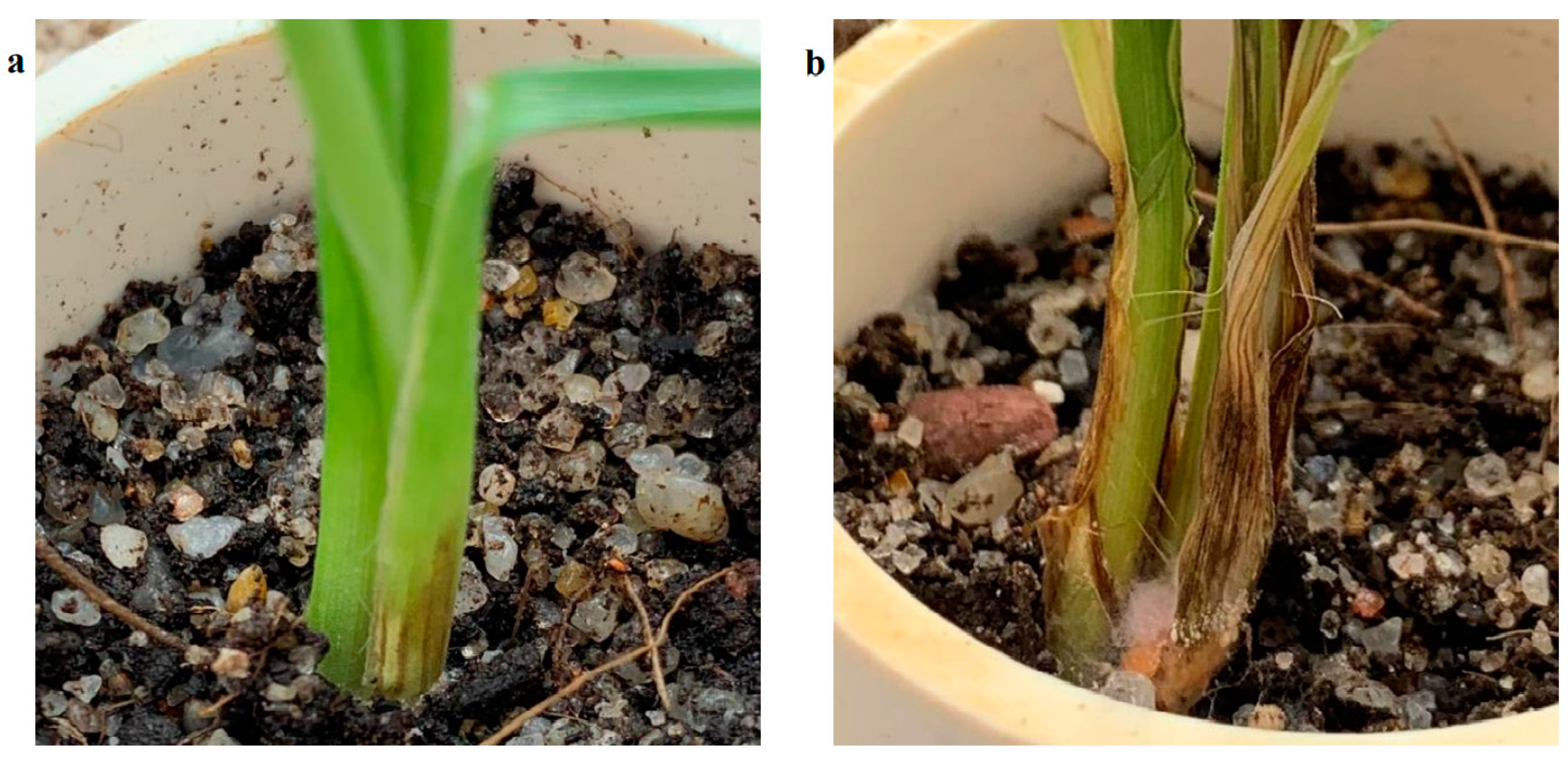 Agriengineering 04 00010 g006 550