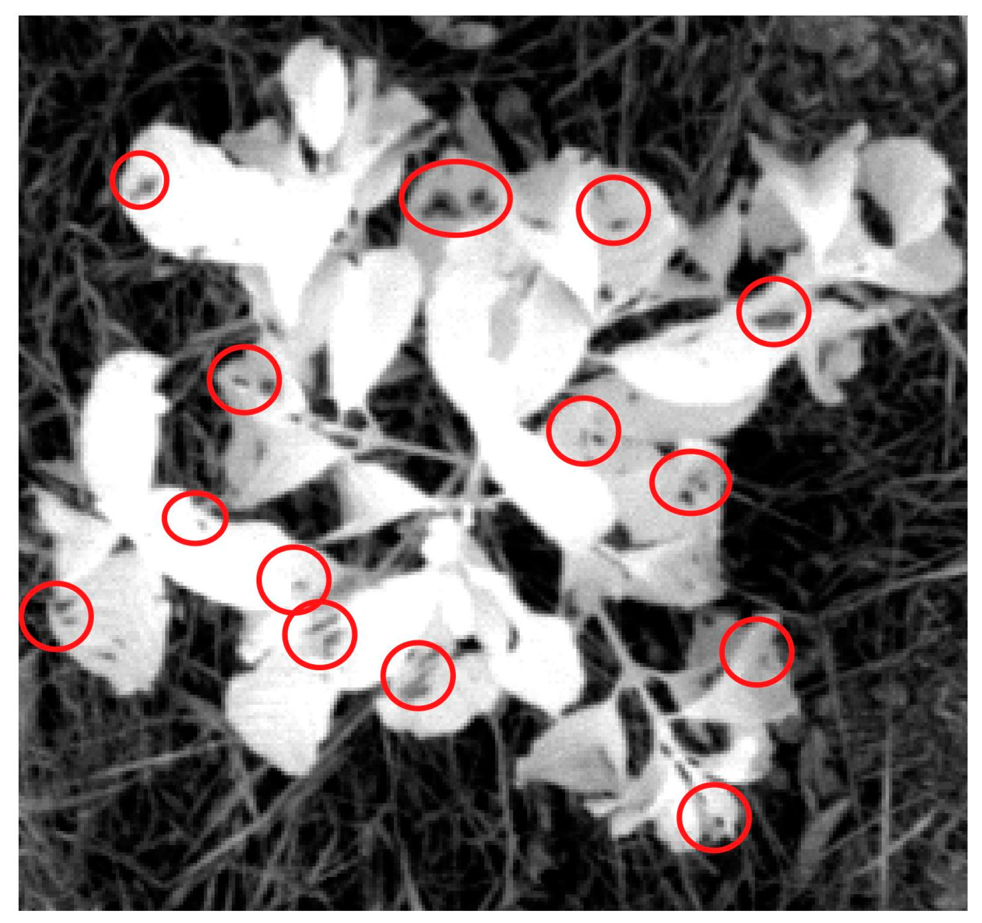 Agriengineering 04 00021 g006