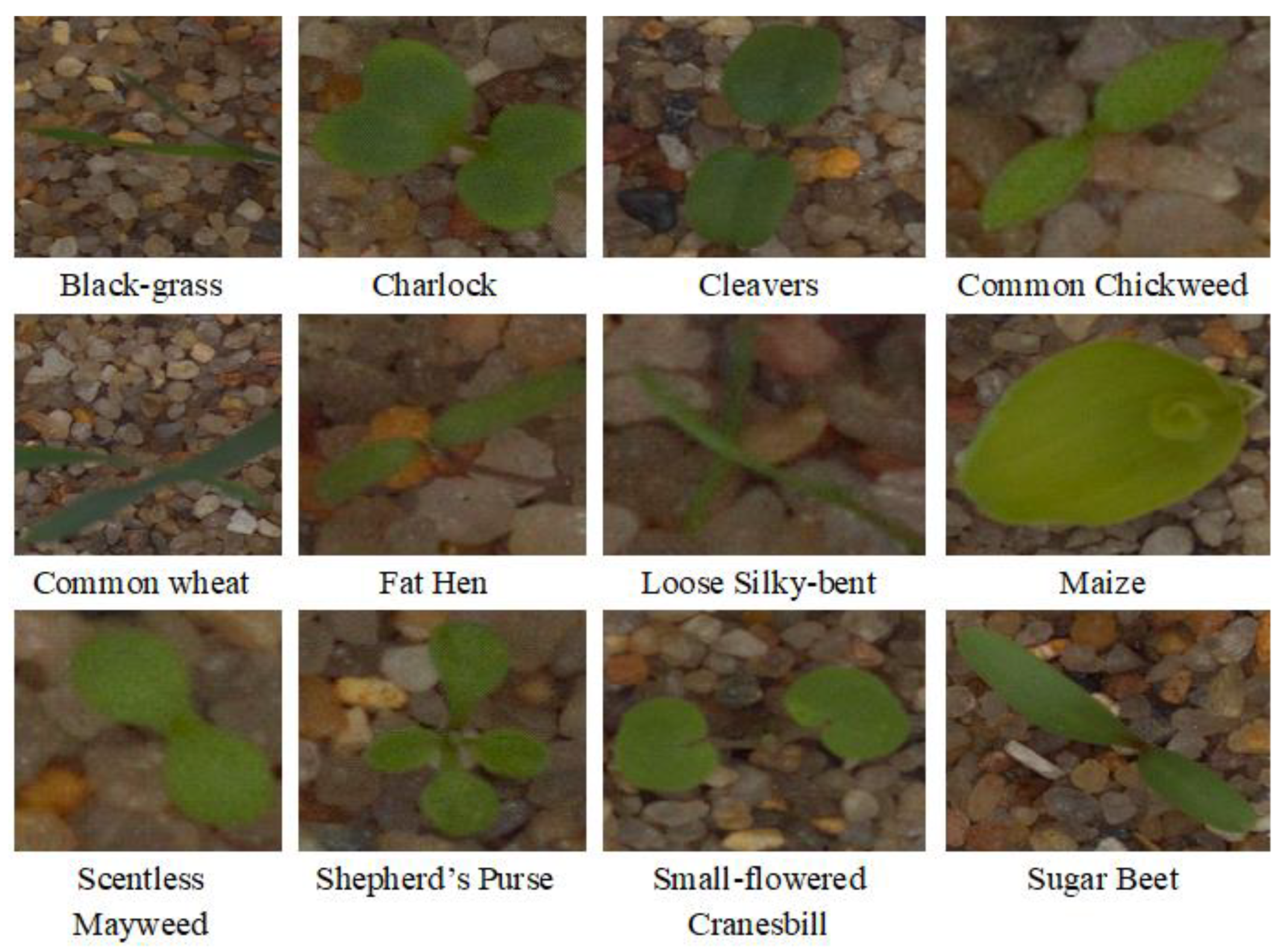 Agriengineering 05 00017 g004 Agriengineering 05 00017 g004