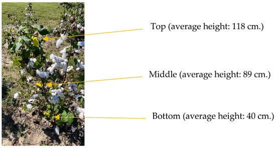 Proper timing of defoliation is important decision for cotton