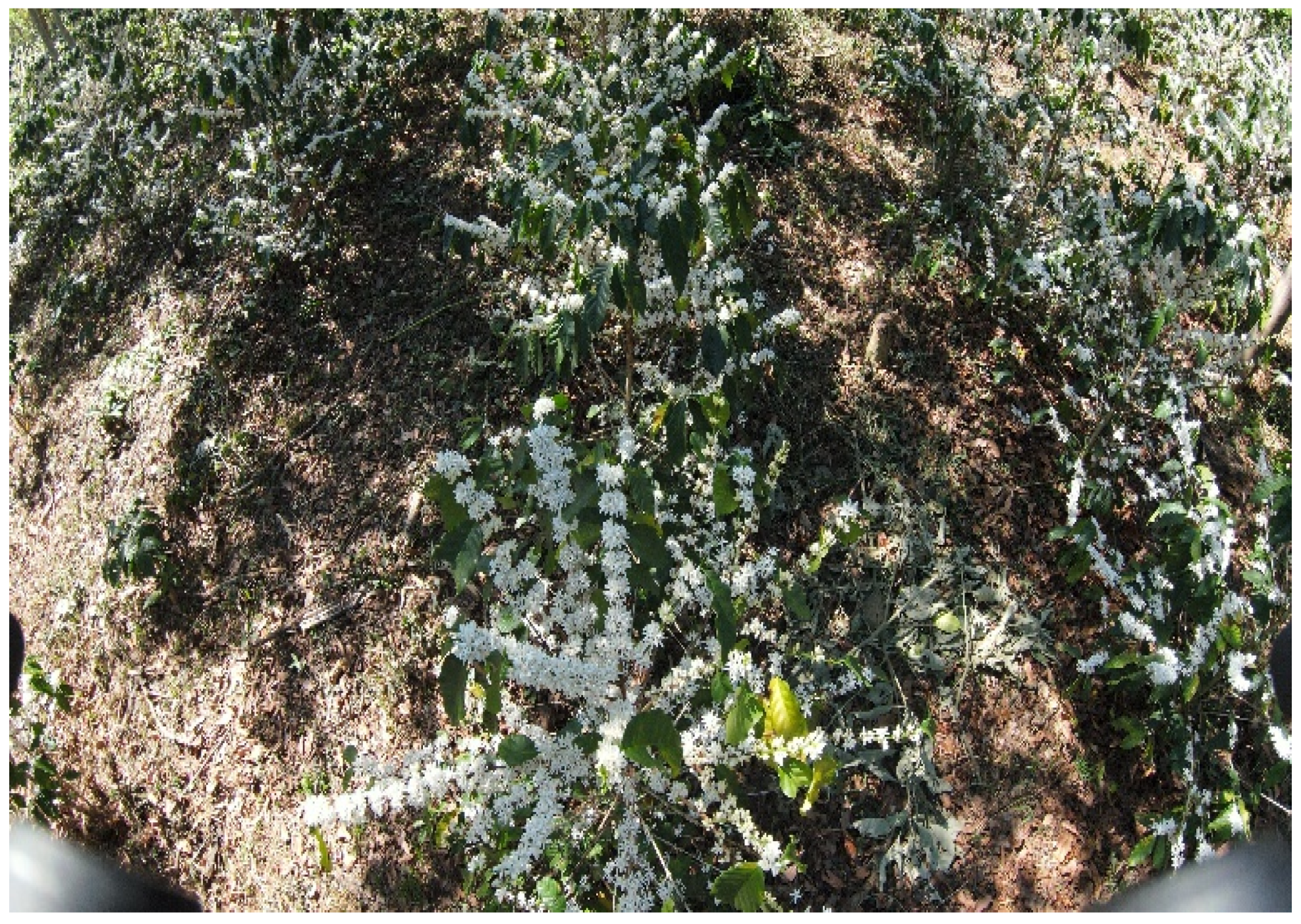 Agriengineering 05 00088 g005