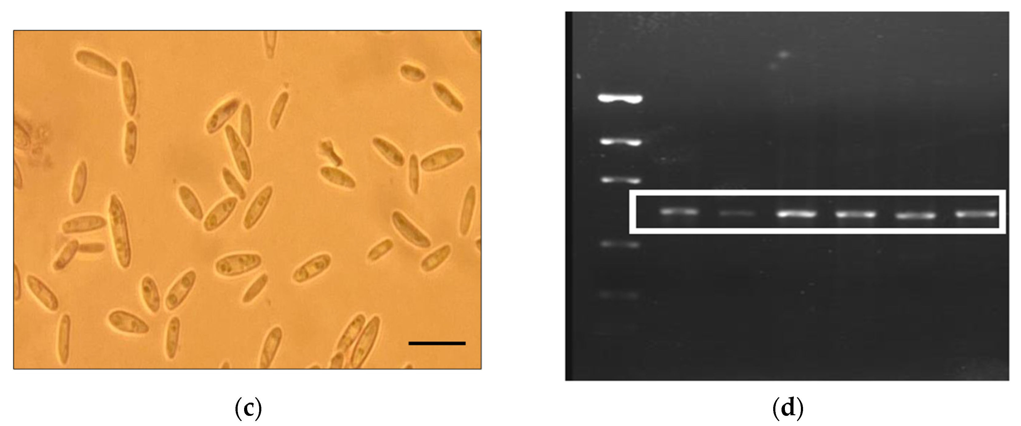 Agriengineering 05 00147 g001b