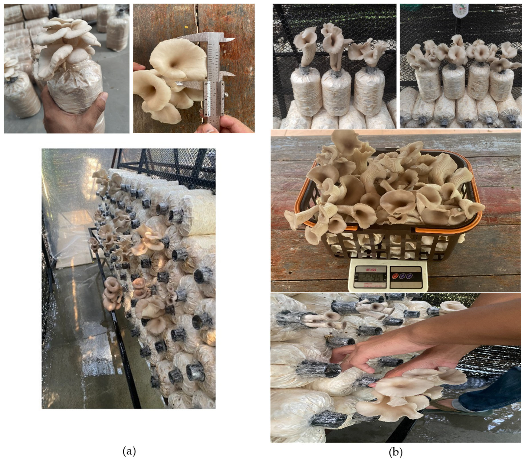 Agriengineering 06 00061 g013