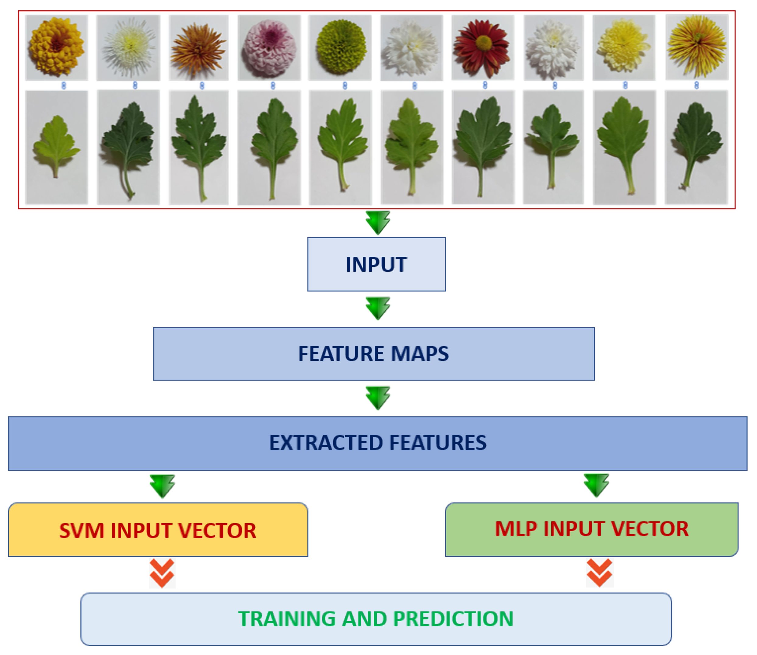Utilizing Deep Neural Networks for Chrysanthemum Leaf and Flower ...
