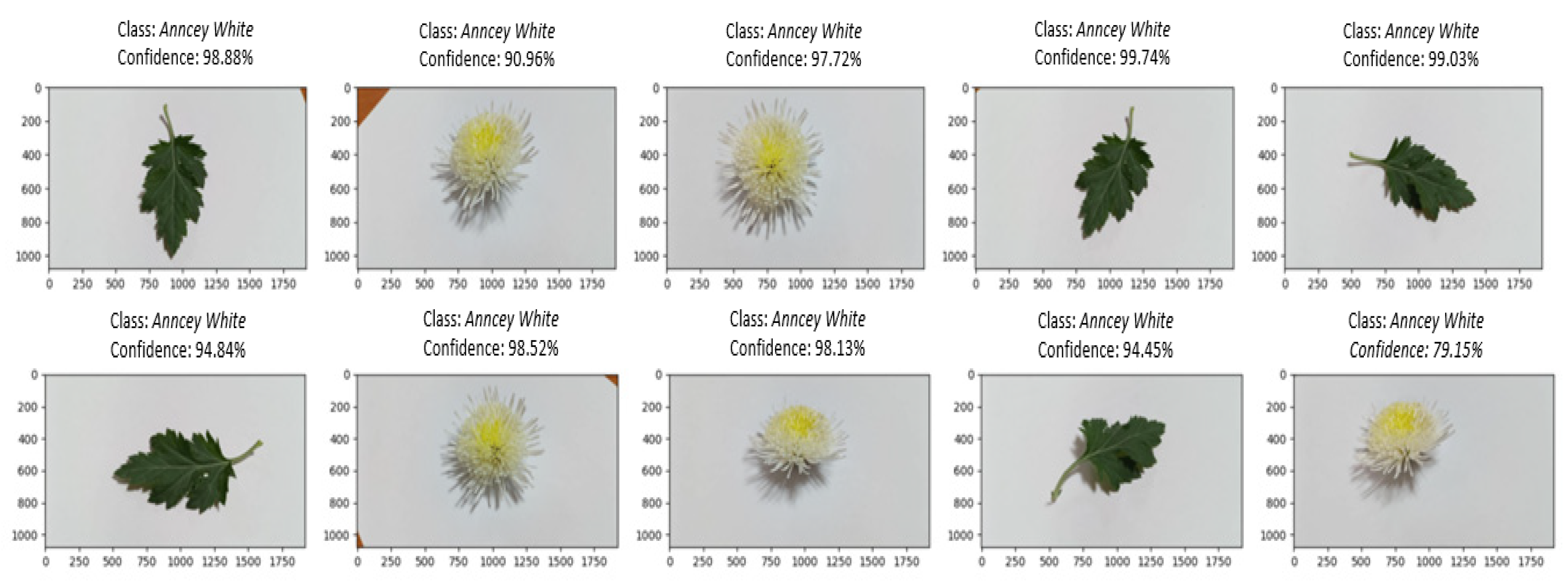 Utilizing Deep Neural Networks for Chrysanthemum Leaf and Flower ...
