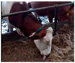 Agriengineering 06 00128 i001