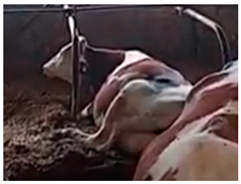 Agriengineering 06 00128 i003