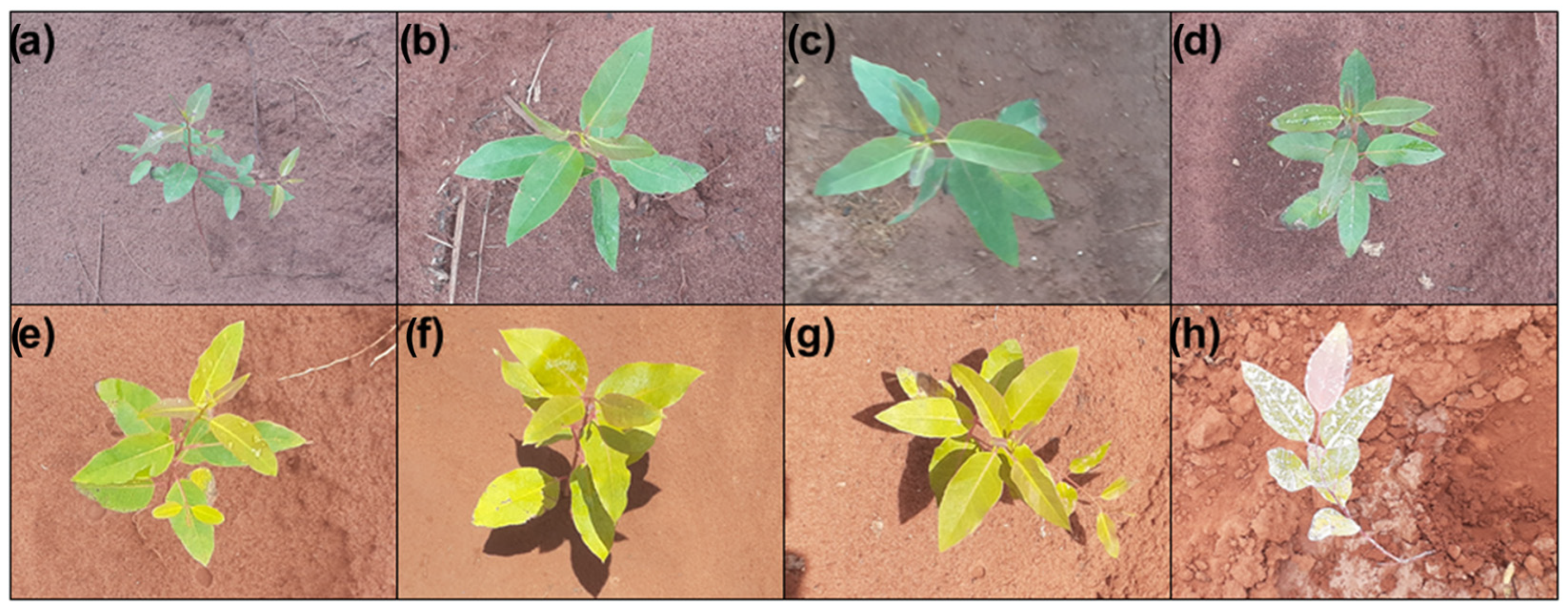 Agriengineering 06 00214 g004