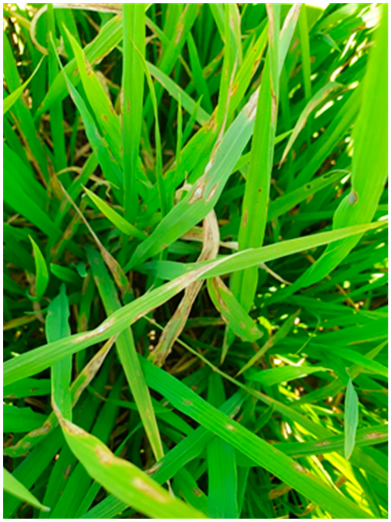 Agriengineering 06 00231 g002