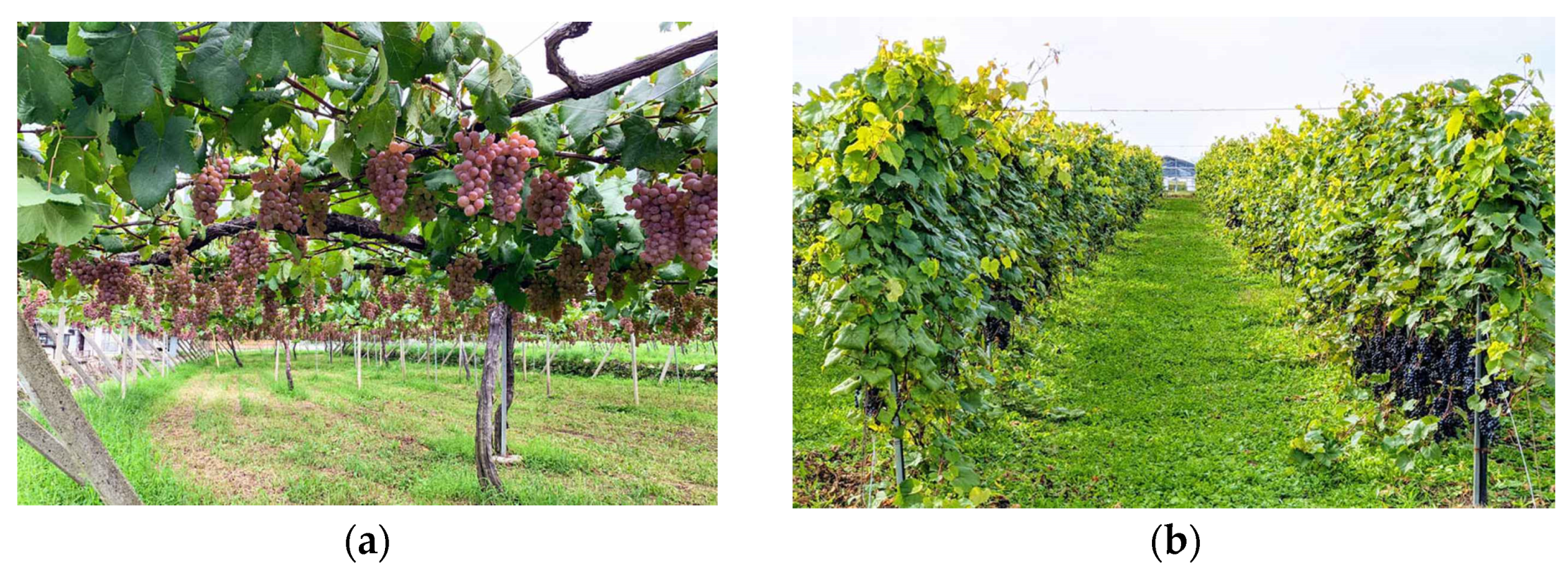 Agriengineering 06 00236 g001