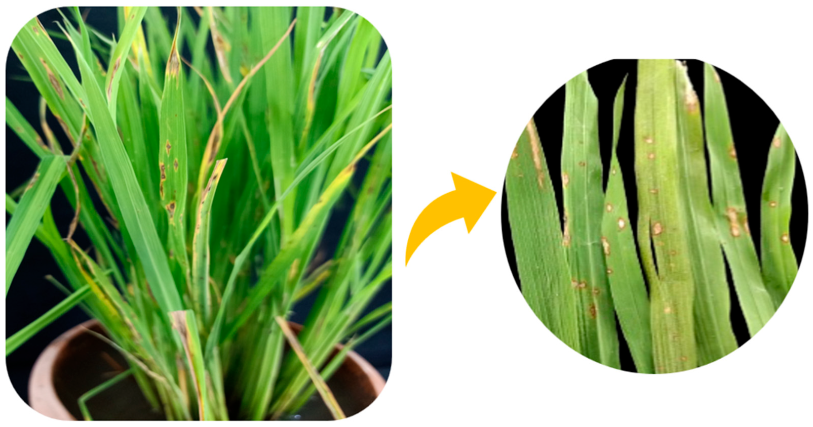 Agriengineering 06 00246 g001