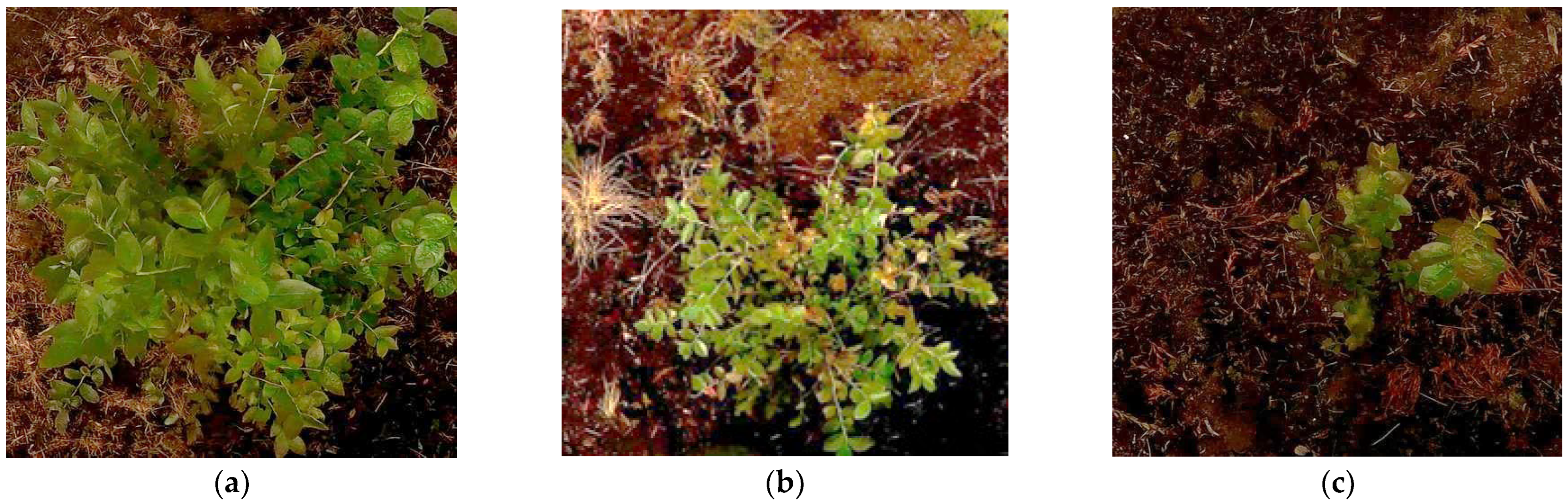 Agriengineering 06 00276 g004a