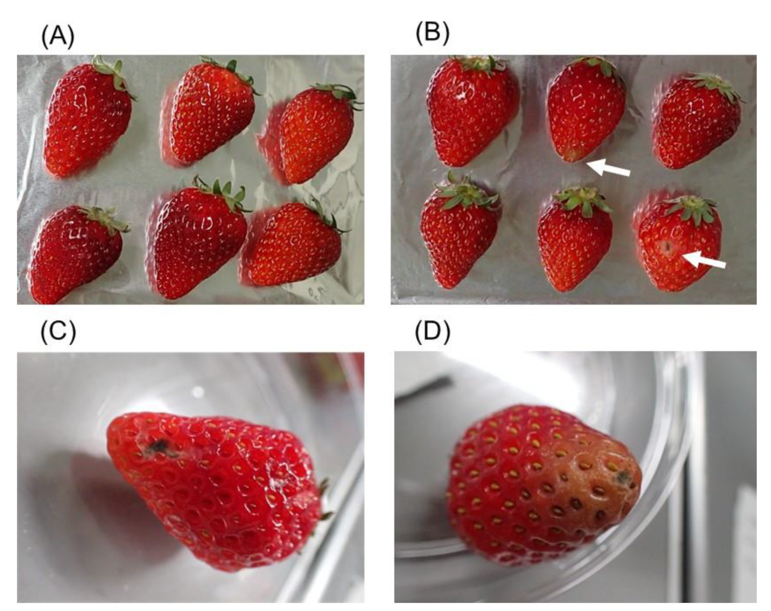 Agriengineering 06 00278 g005