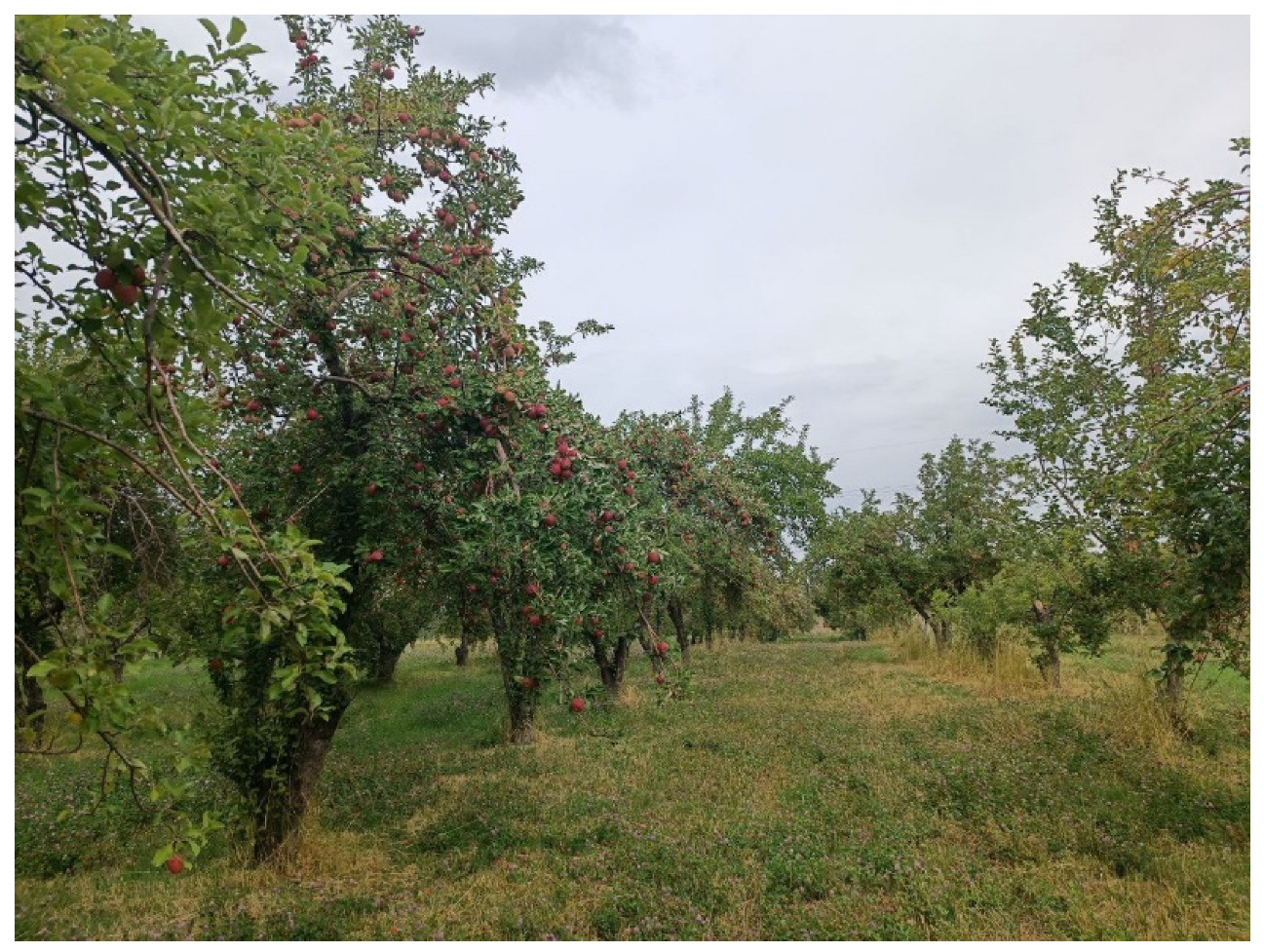 Agriengineering 07 00057 g001